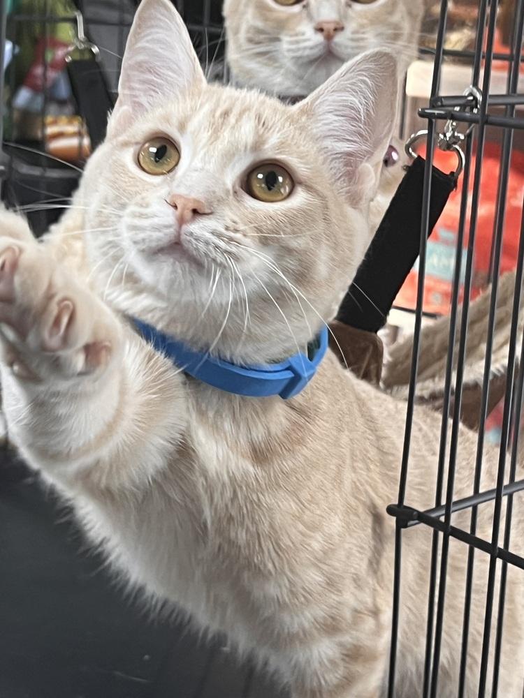 Enlarge Grapefruit (Citrus Crew), a Adoptable Domestic Short Hair in Blanchard, OK image 6/6