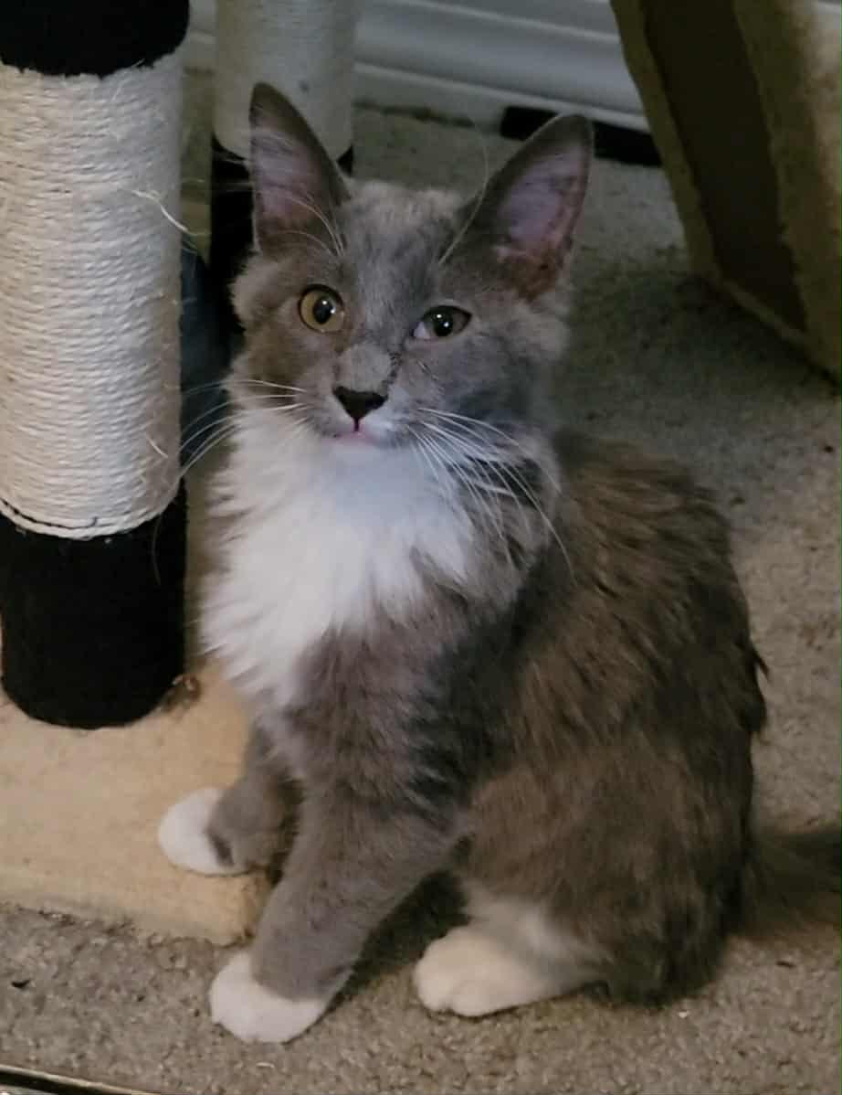 Enlarge Vega, an adopted mixed breed in Litchfield Park, AZ image 1/1