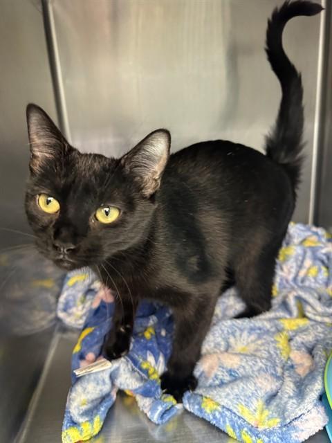 Enlarge FURNA, a Adoptable Domestic Short Hair in Fort Walton Beach, FL image 1/1