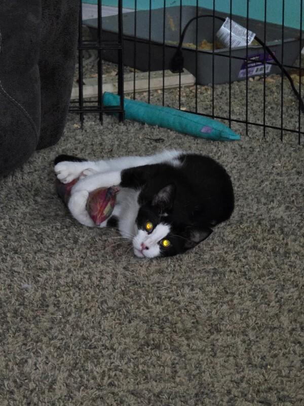 Emergency brake, a Adoptable Domestic Medium Hair in Kennewick, WA image 1/5