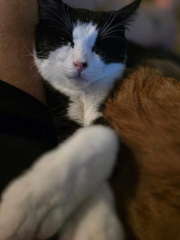 Emergency brake, a Adoptable Domestic Medium Hair in Kennewick, WA image 2/5