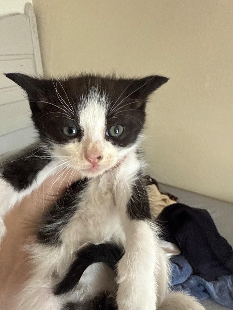 Emergency brake, a Adoptable Domestic Medium Hair in Kennewick, WA image 3/5