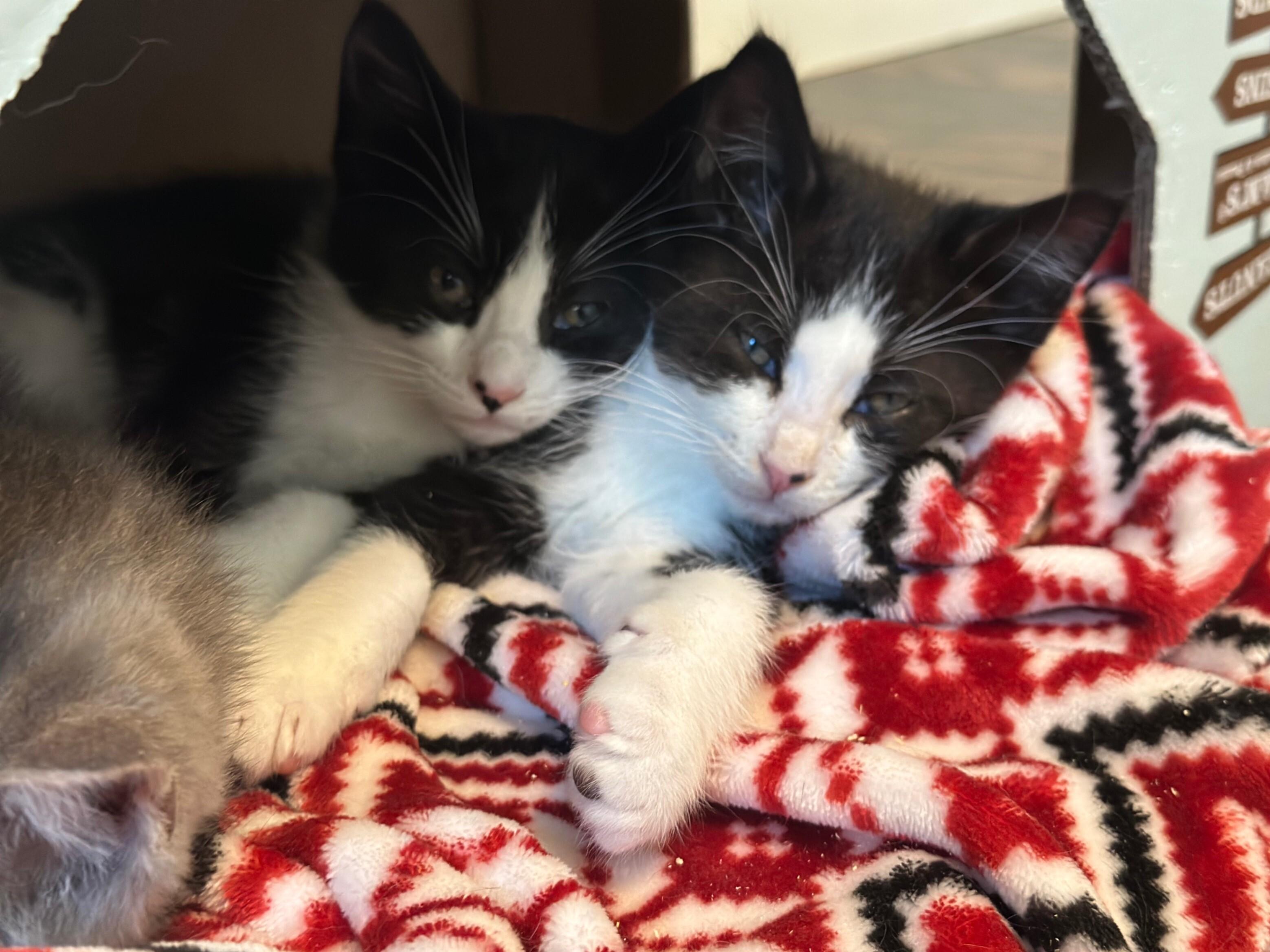 Emergency brake, a Adoptable Domestic Medium Hair in Kennewick, WA image 4/5