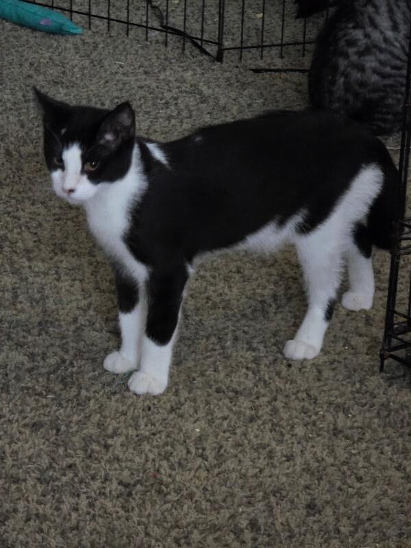 Emergency brake, a Adoptable Domestic Medium Hair in Kennewick, WA image 5/5