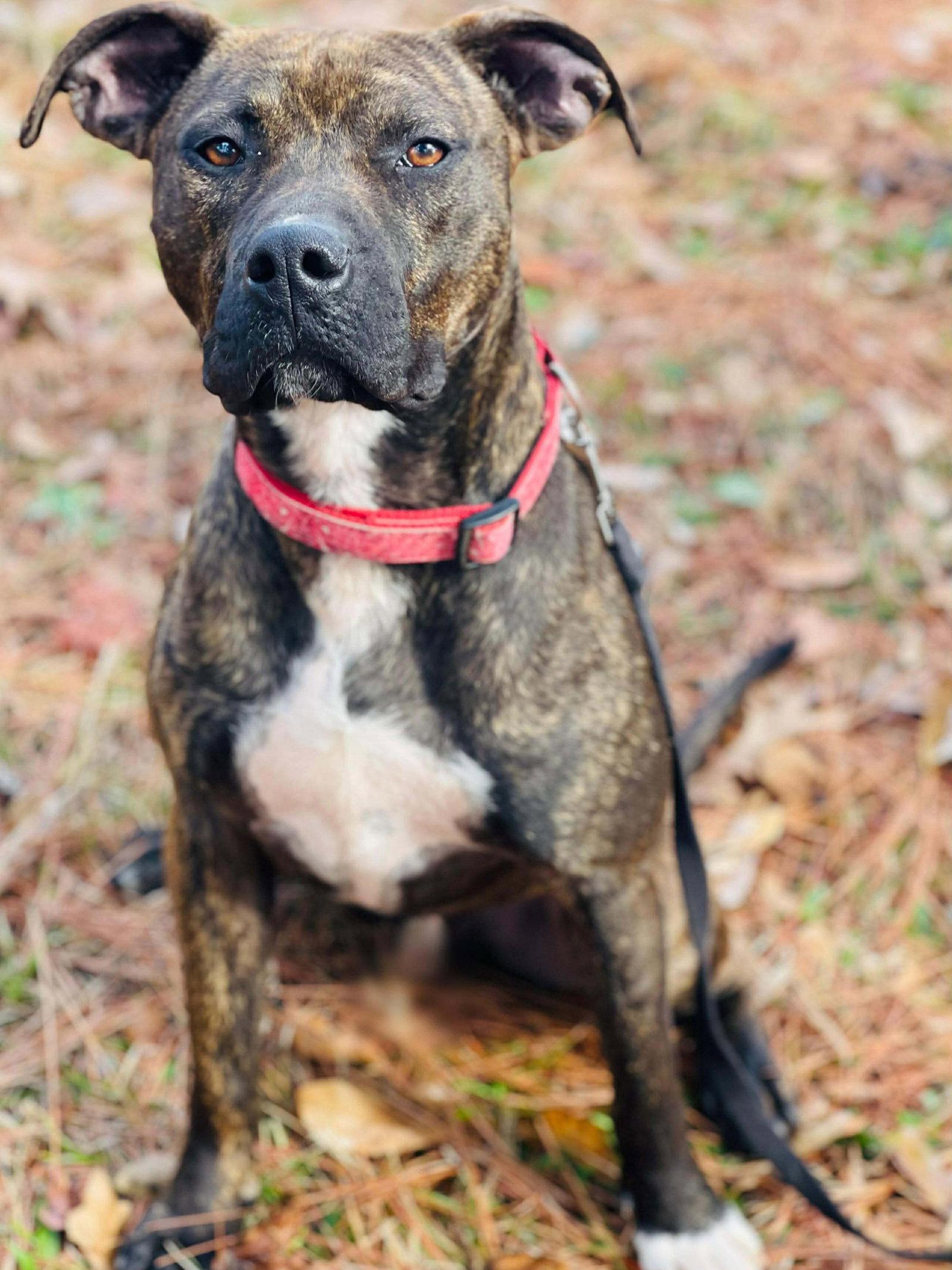 COURTESY POST..Gunner, Adoptable, Young Male Boxer & Pit Bull Terrier.