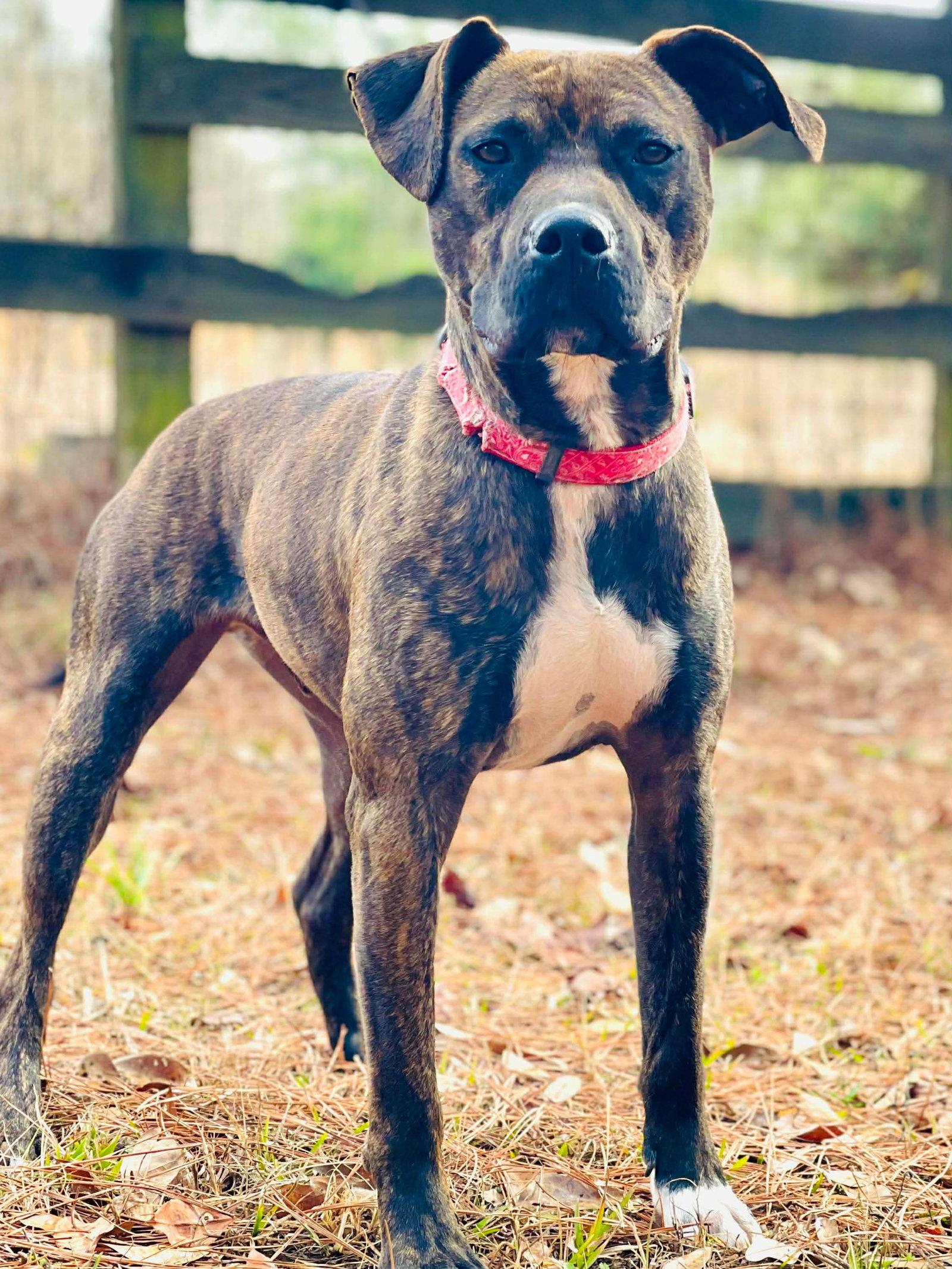Enlarge COURTESY POST..Gunner, a Adoptable mixed breed in Social Circle, GA image 2/3