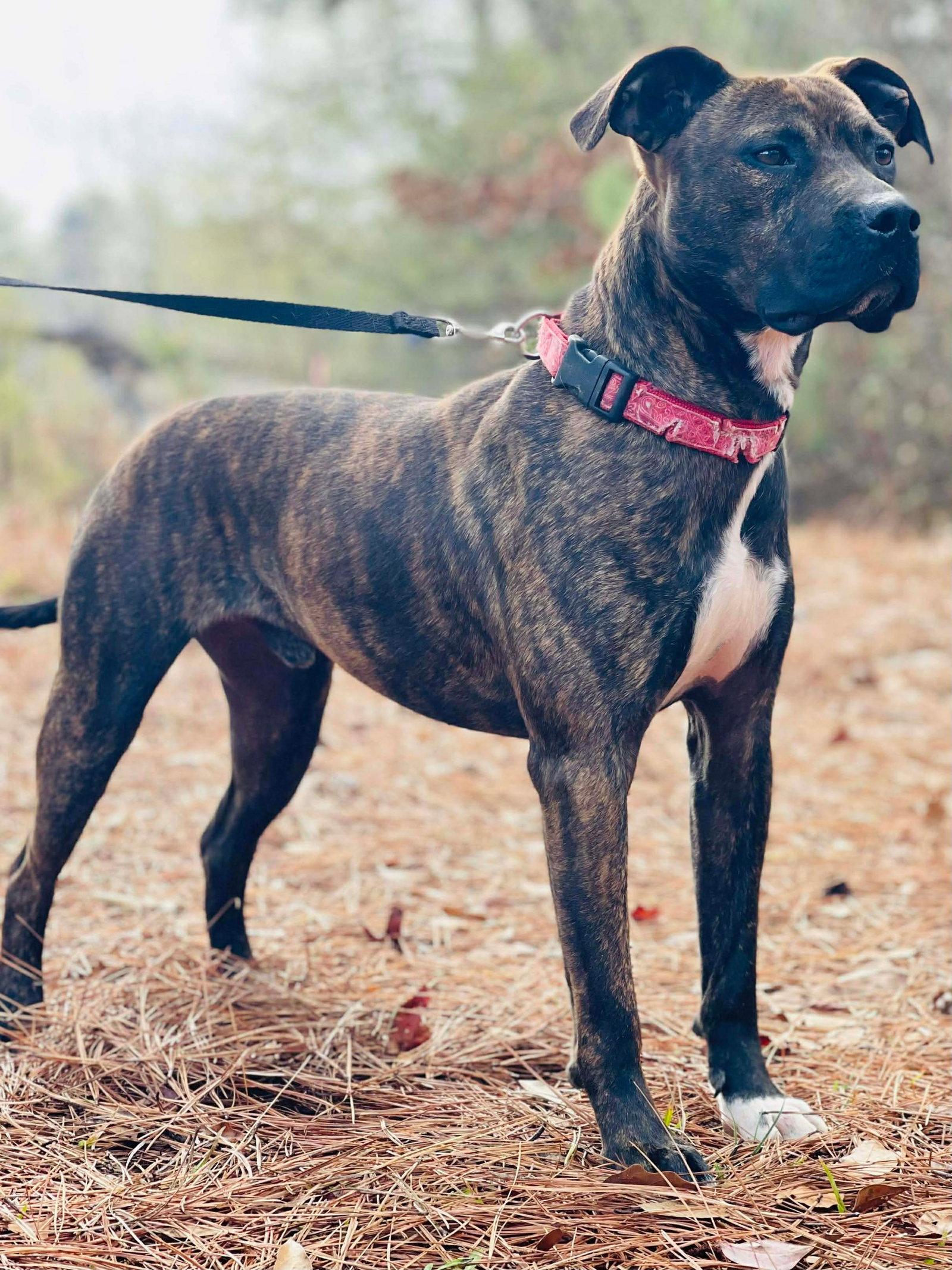 Enlarge COURTESY POST..Gunner, a Adoptable mixed breed in Social Circle, GA image 3/3