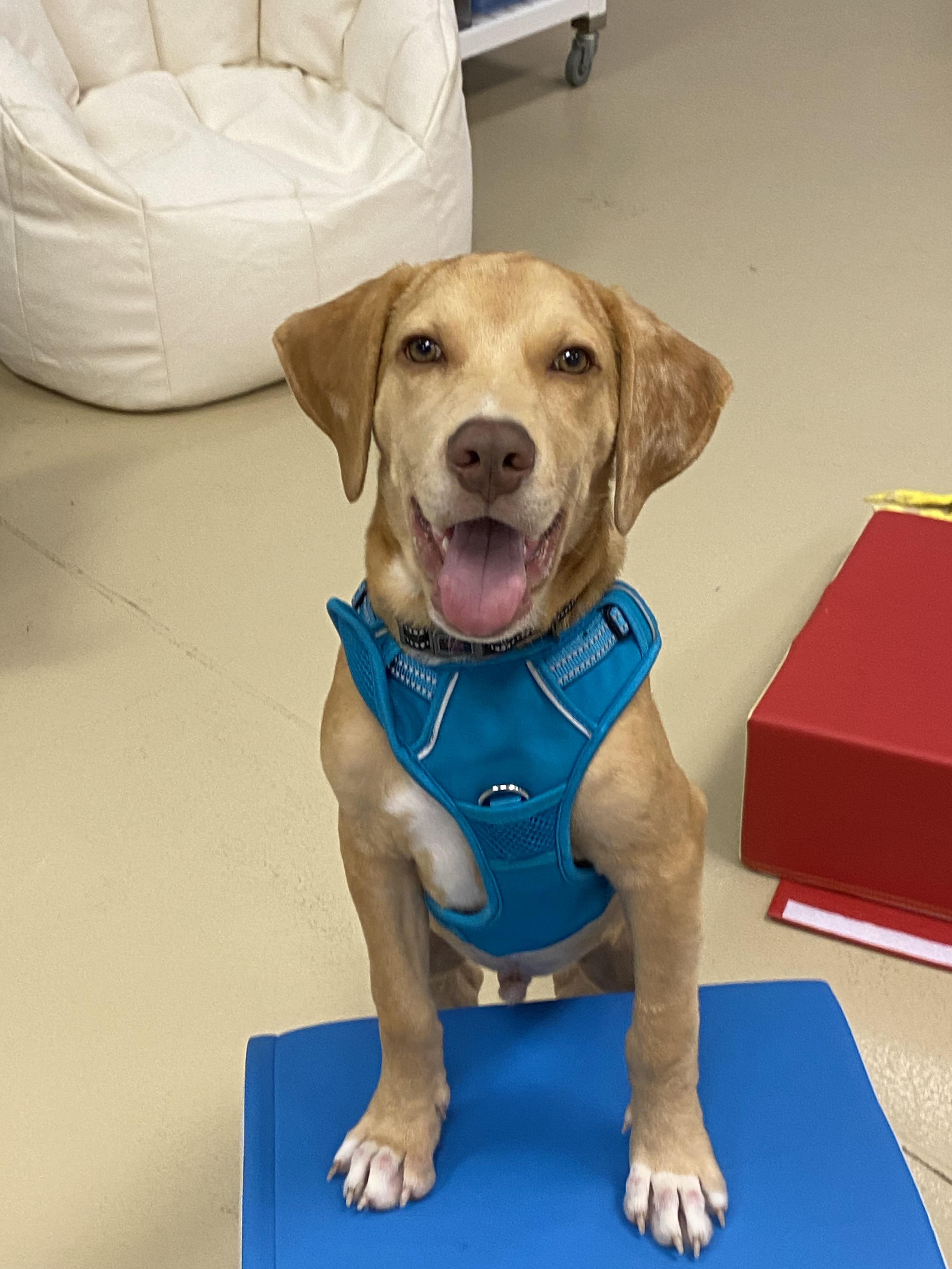 Torrone, Adoptable, Puppy Male Labrador Retriever & Hound.