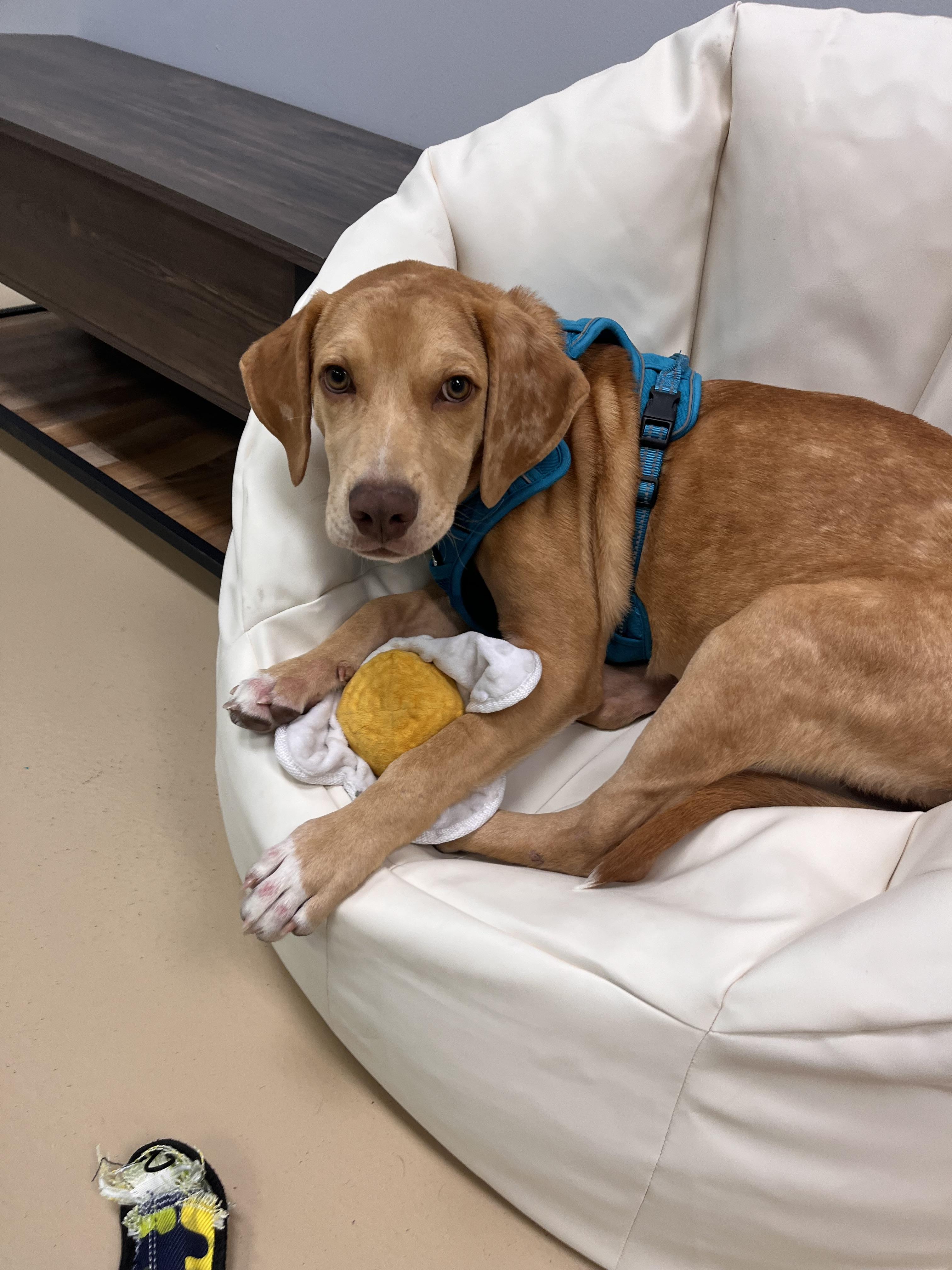 Torrone, a Adoptable mixed breed image 2/5