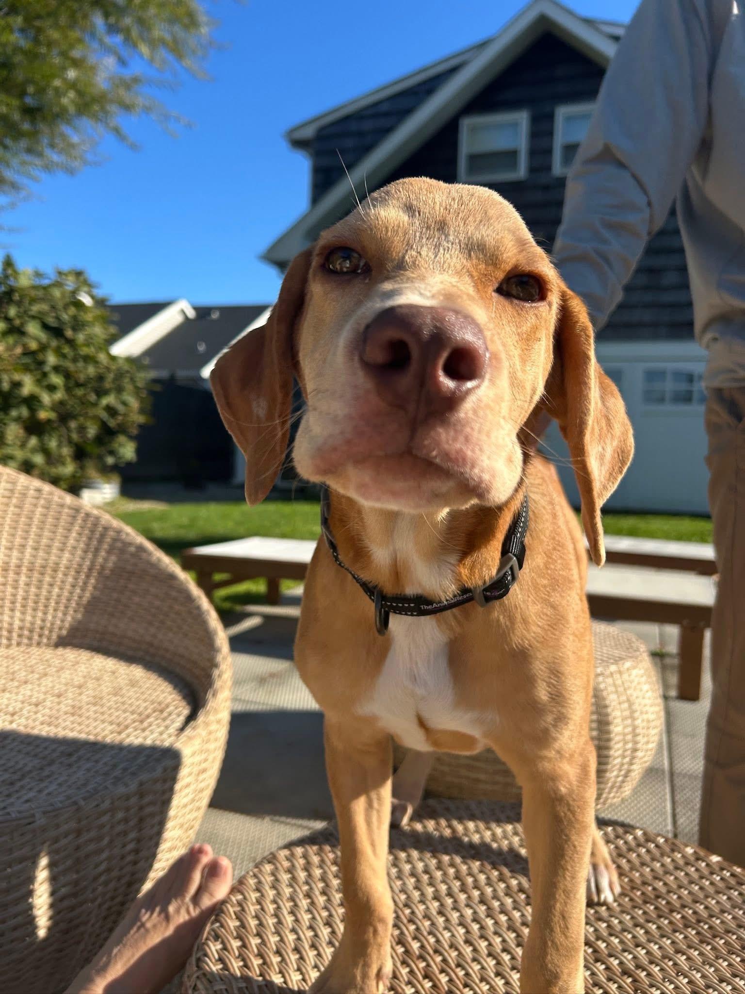 Torrone, a Adoptable mixed breed image 3/5