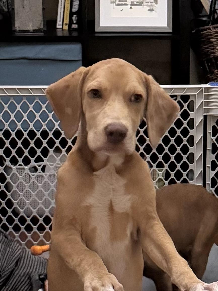 Torrone, a Adoptable mixed breed image 4/5