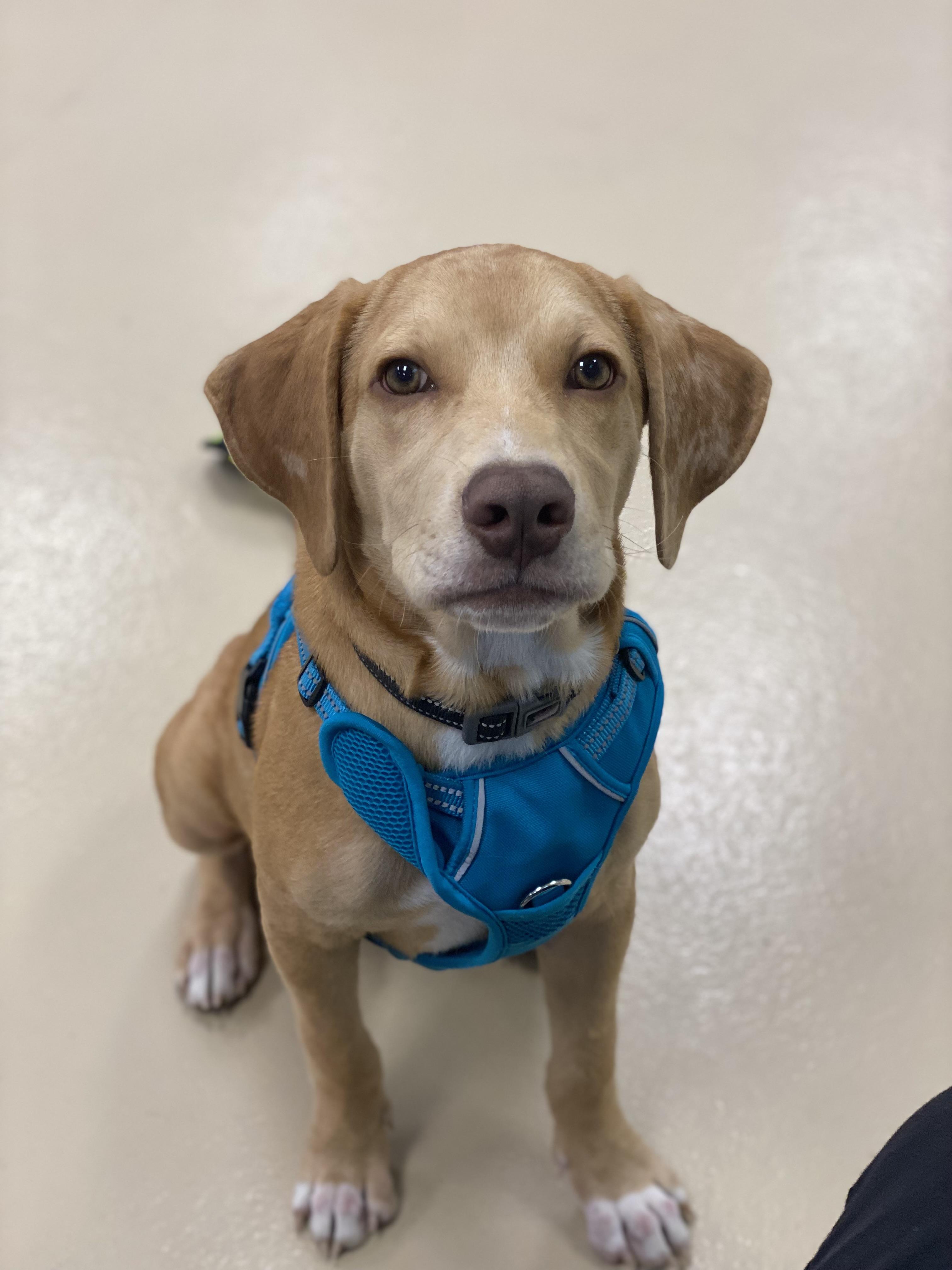 Torrone, Adoptable, Puppy Male Labrador Retriever & Hound.
