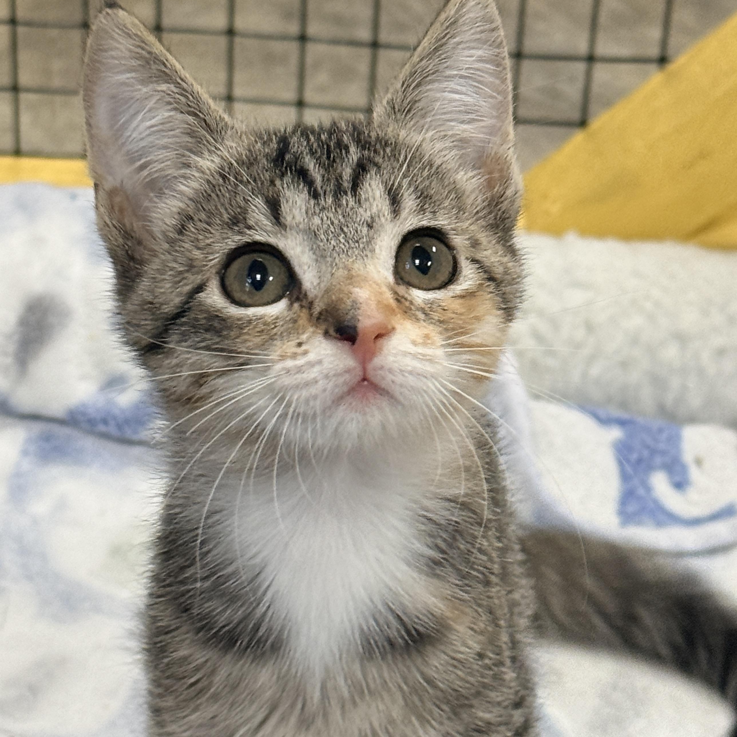 Enlarge Subpoena, a Adoptable Domestic Short Hair in Collierville, TN image 2/6