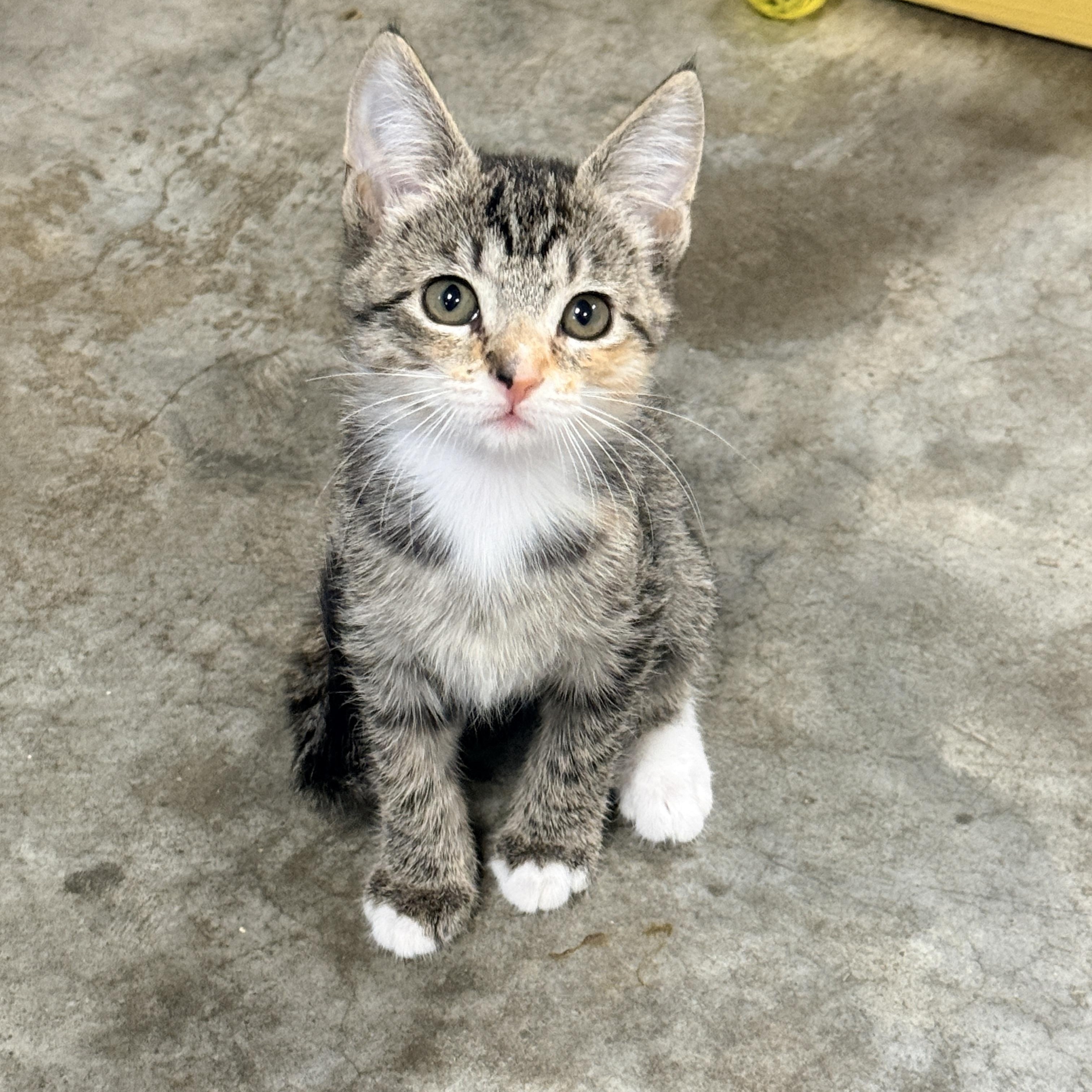 Enlarge Subpoena, a Adoptable Domestic Short Hair in Collierville, TN image 3/6