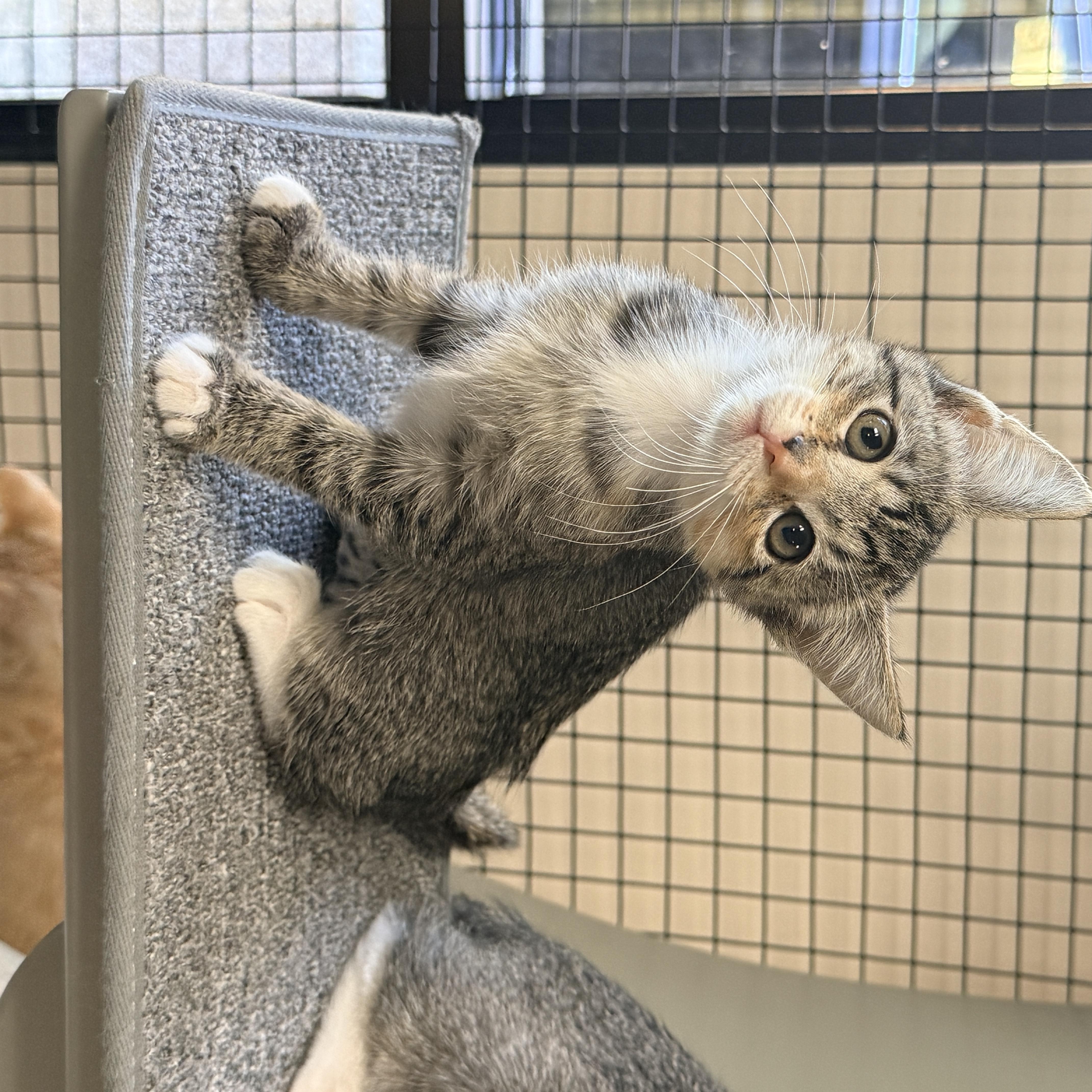 Enlarge Subpoena, a Adoptable Domestic Short Hair in Collierville, TN image 6/6