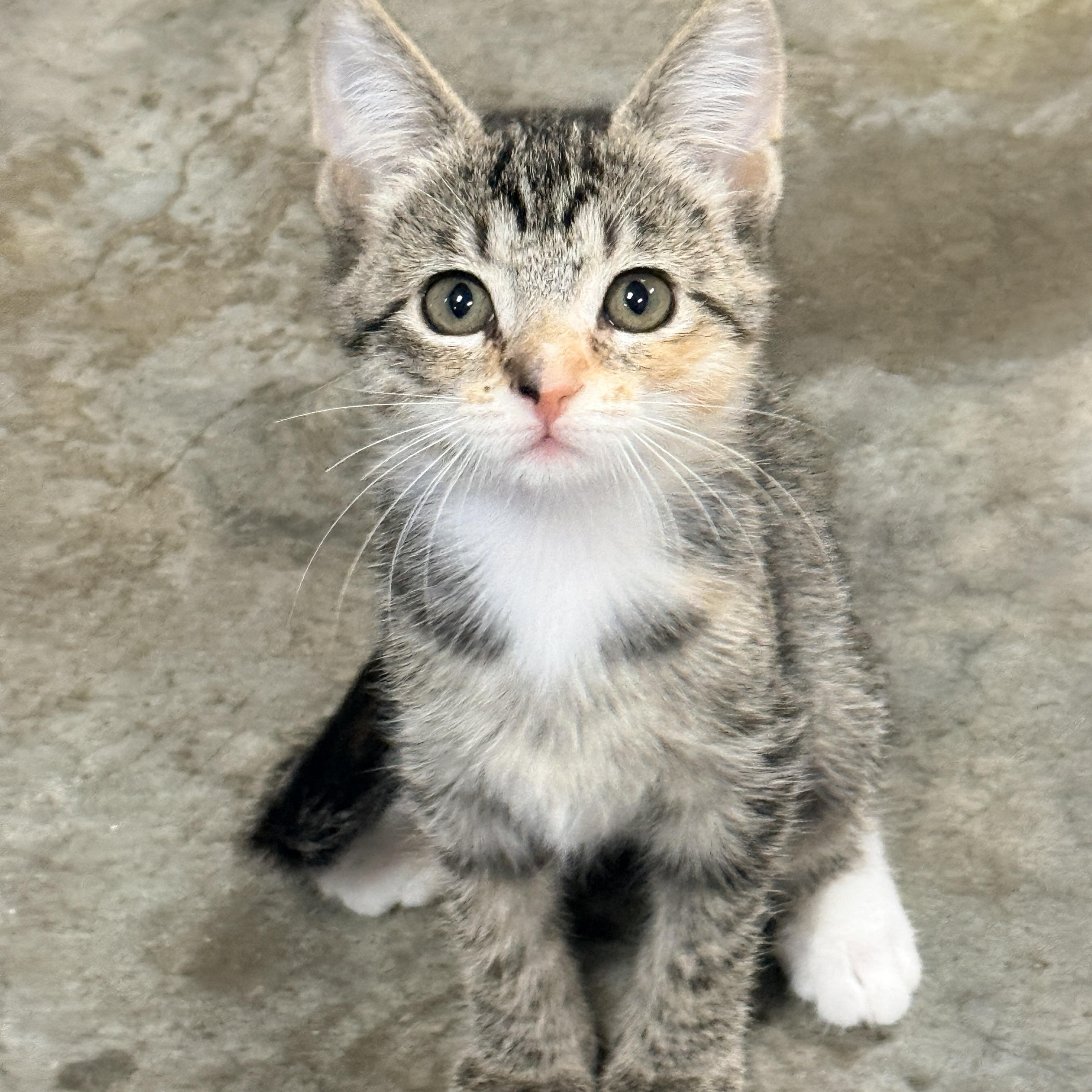 Enlarge Subpoena, a Adoptable Domestic Short Hair in Collierville, TN image 1/6