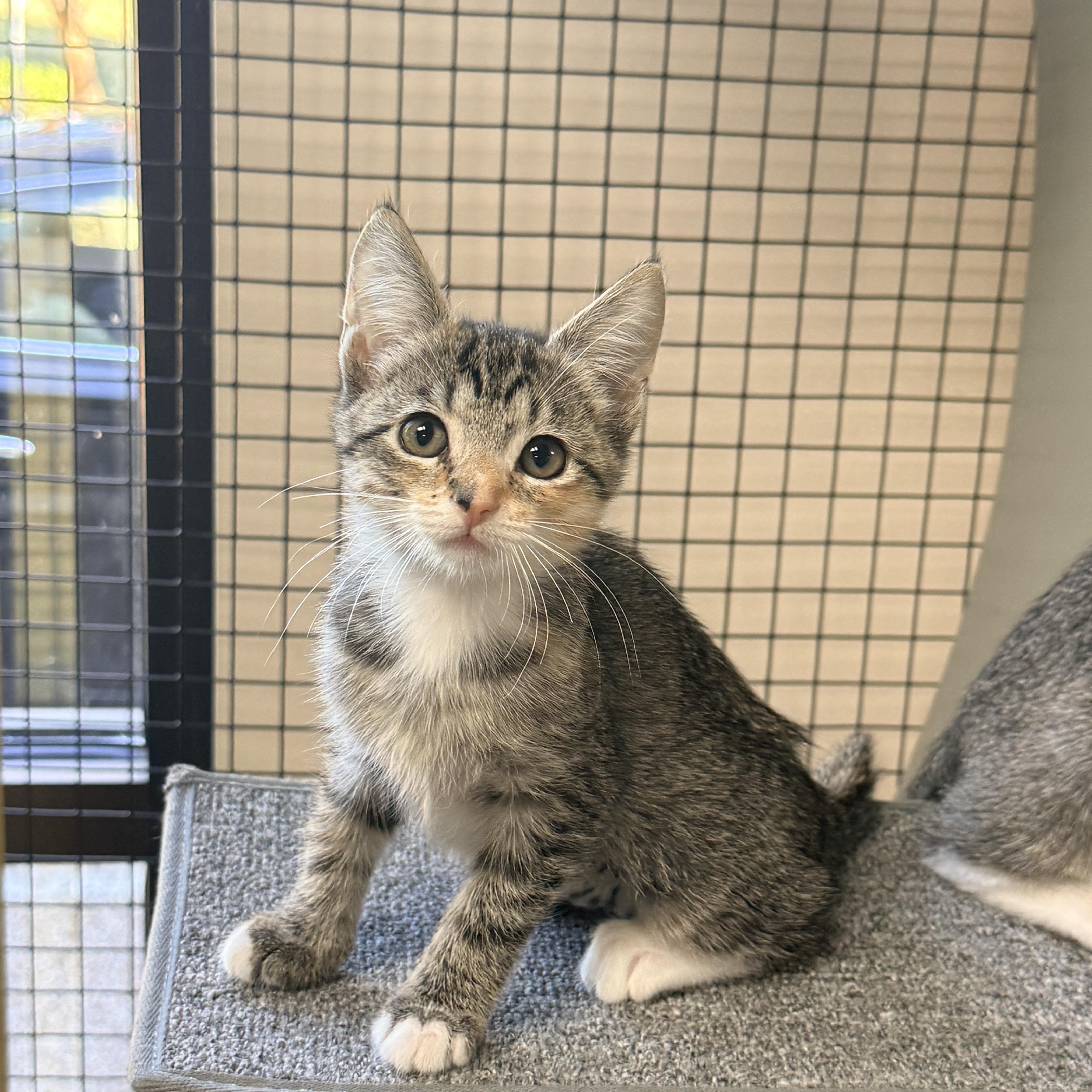 Enlarge Subpoena, a Adoptable Domestic Short Hair in Collierville, TN image 5/6