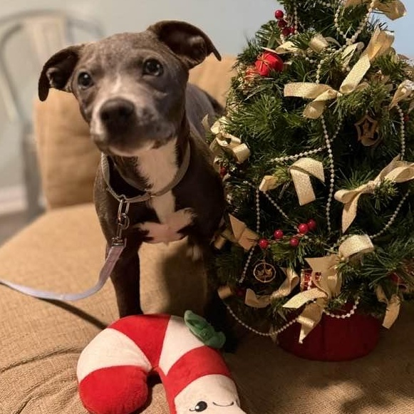 Enlarge Keno, a ADOPTABLE mixed breed in Washington, PA image 1/5