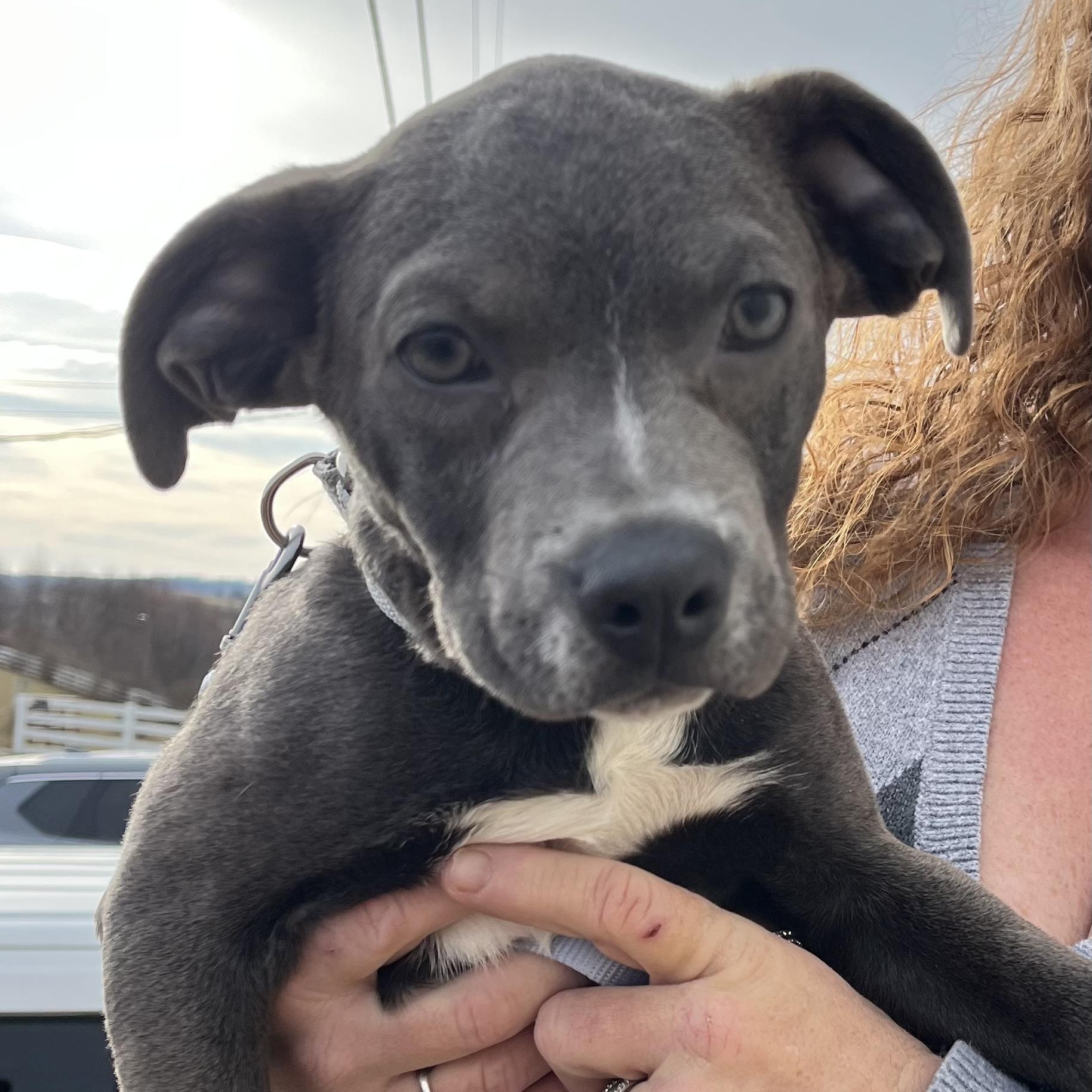 Enlarge Keno, a ADOPTABLE mixed breed in Washington, PA image 2/5