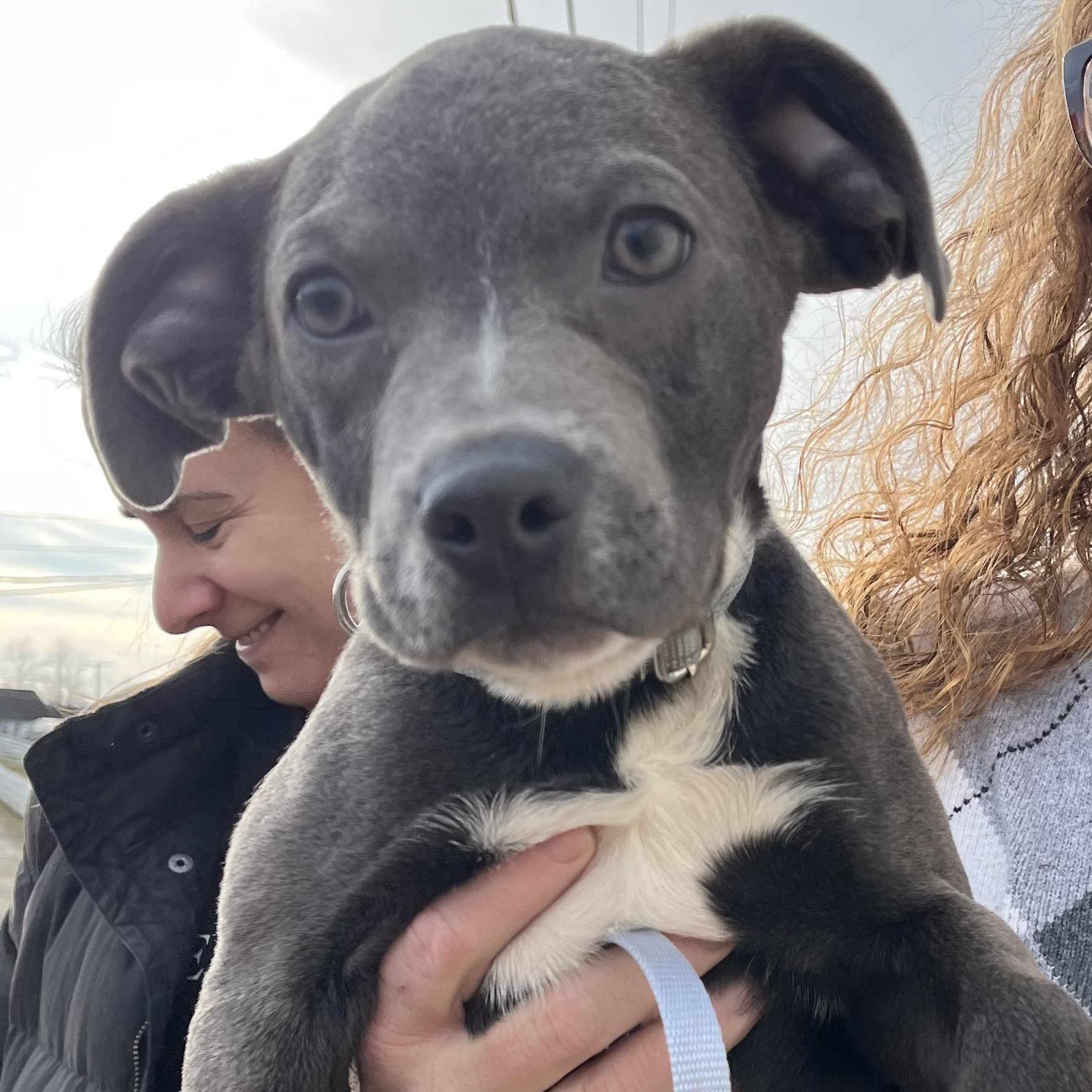 Enlarge Keno, a ADOPTABLE mixed breed in Washington, PA image 4/5