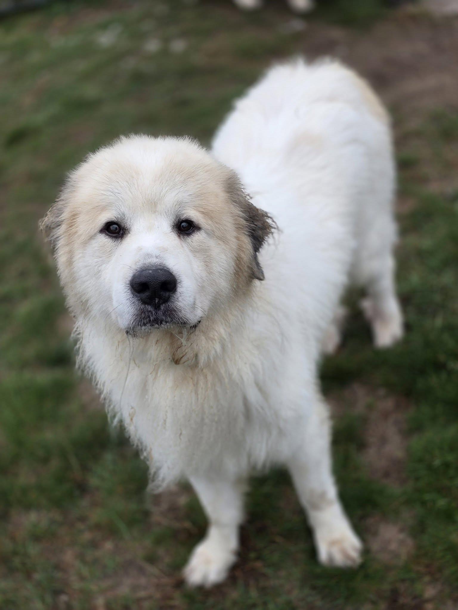 Ozzy, Adoptable, Adult Male Great Pyrenees.