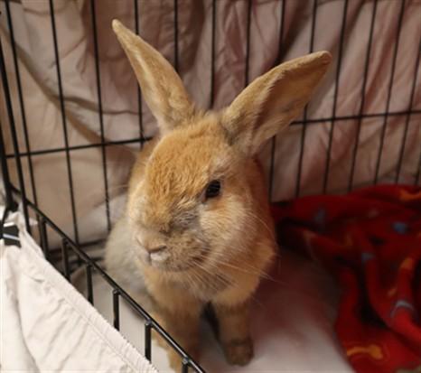 TRINKET, Adoptable, Young Female Bunny Rabbit.