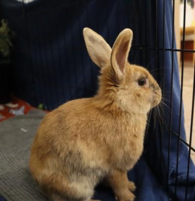 Enlarge TRINKET, a Adoptable Bunny Rabbit in Aliquippa, PA image 1/1