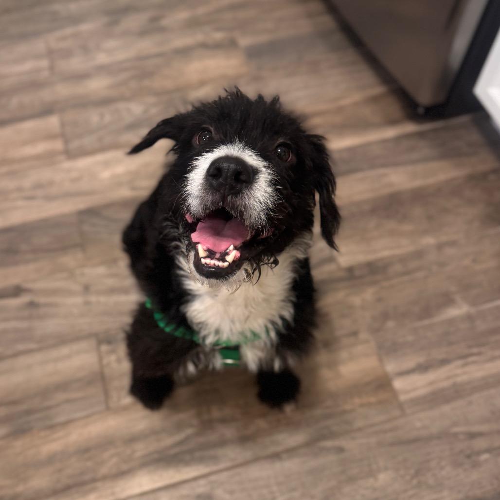 Lucky 7, Adoptable, Adult Male Poodle & Terrier.