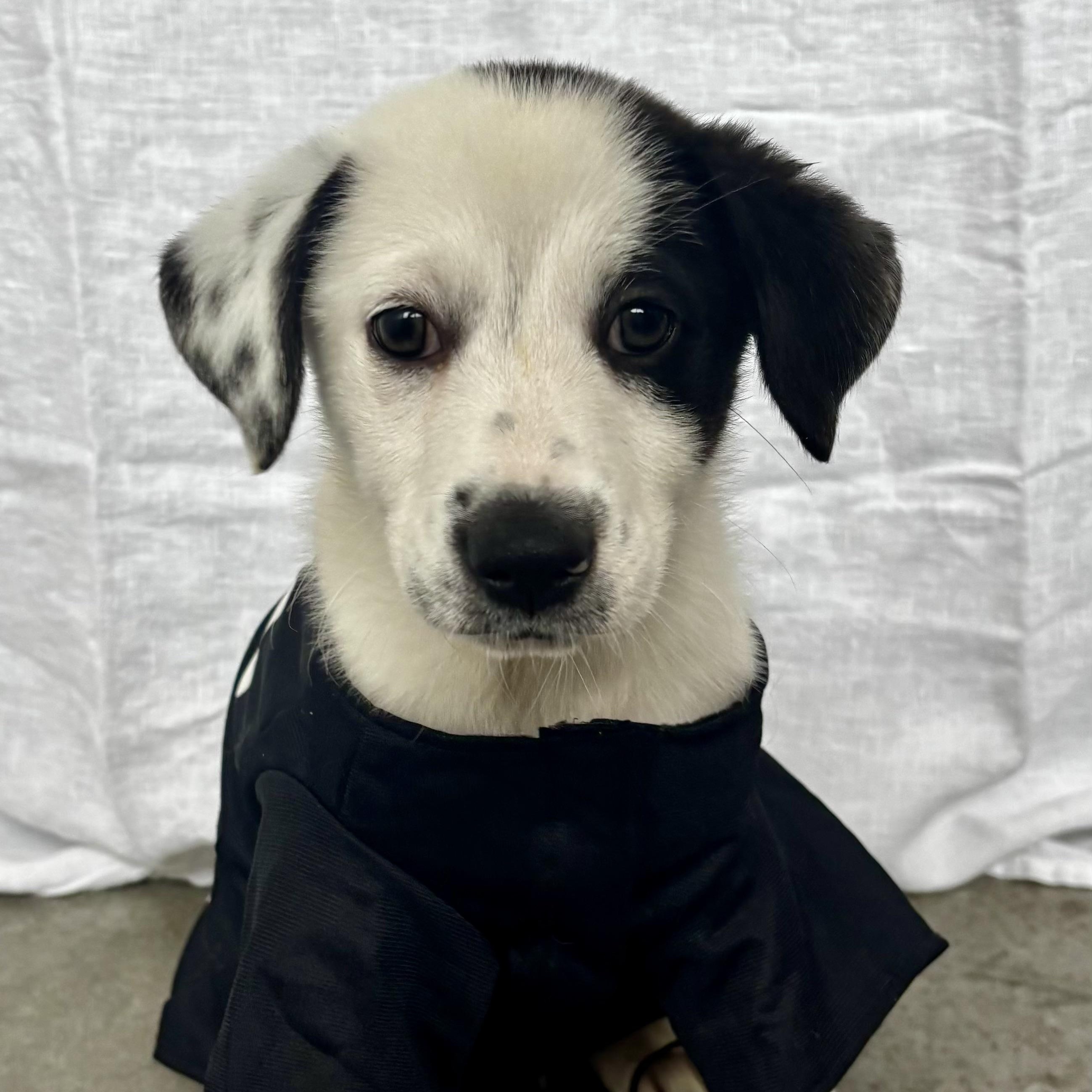 Odessa, Adopted, Puppy Female Hound.