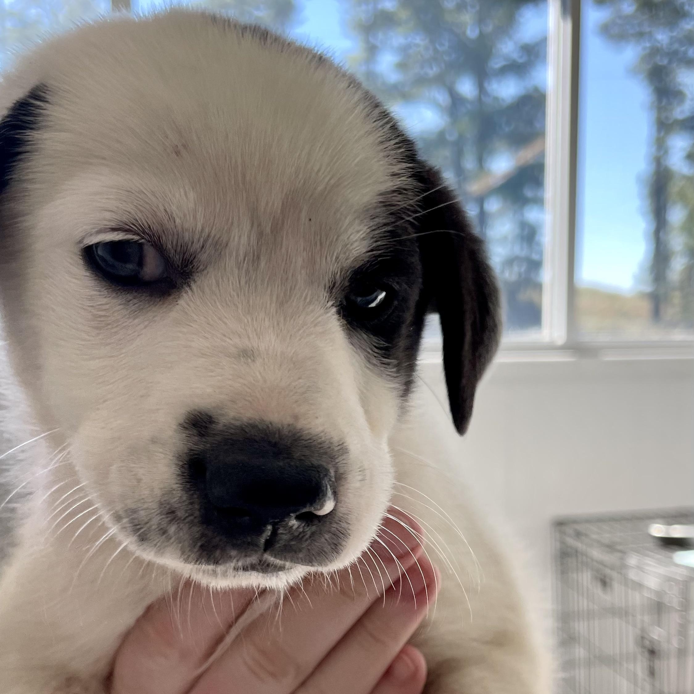 Odessa, a Adopted mixed breed in Paramus, NJ image 4/4