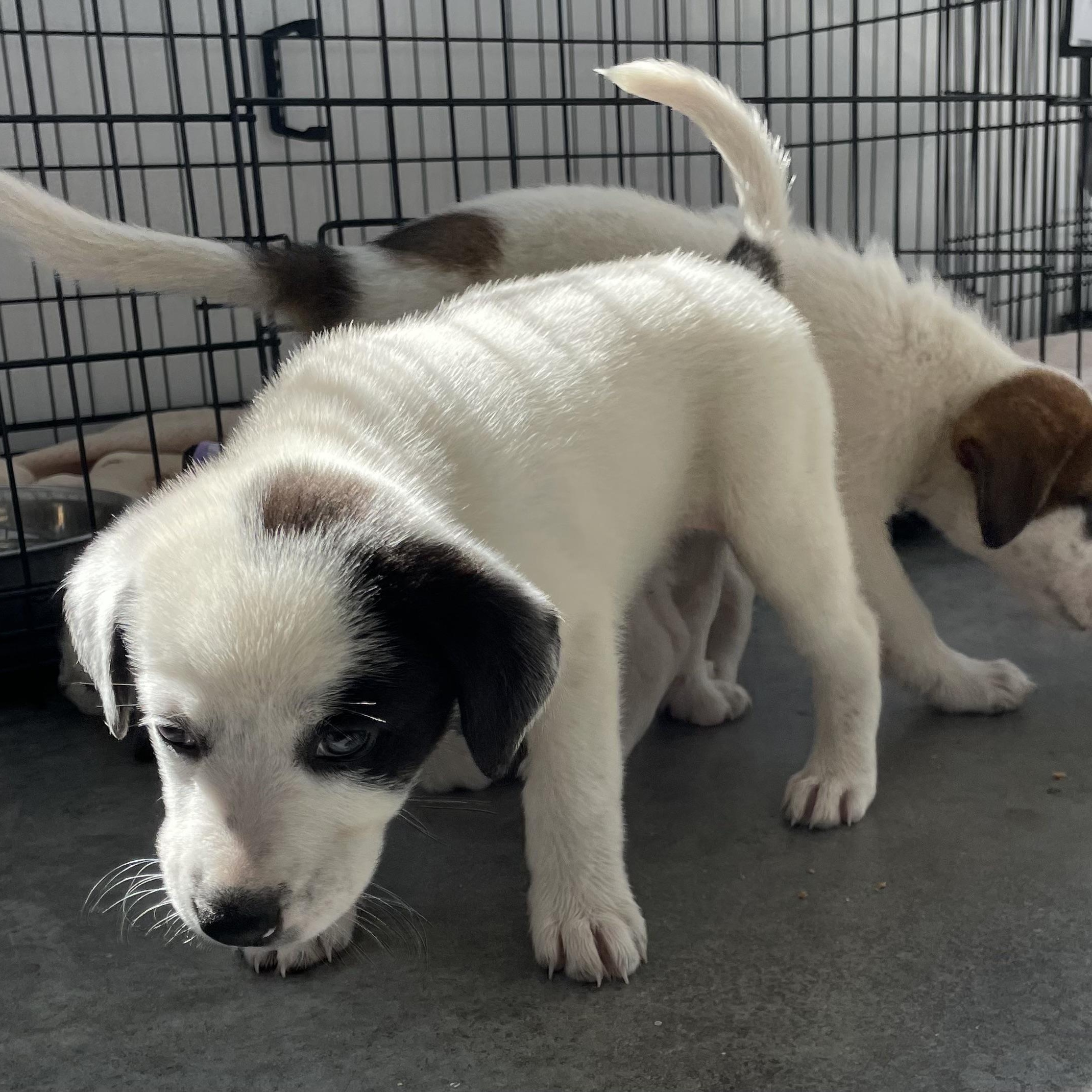 Odessa, a Adopted mixed breed in Paramus, NJ image 3/4