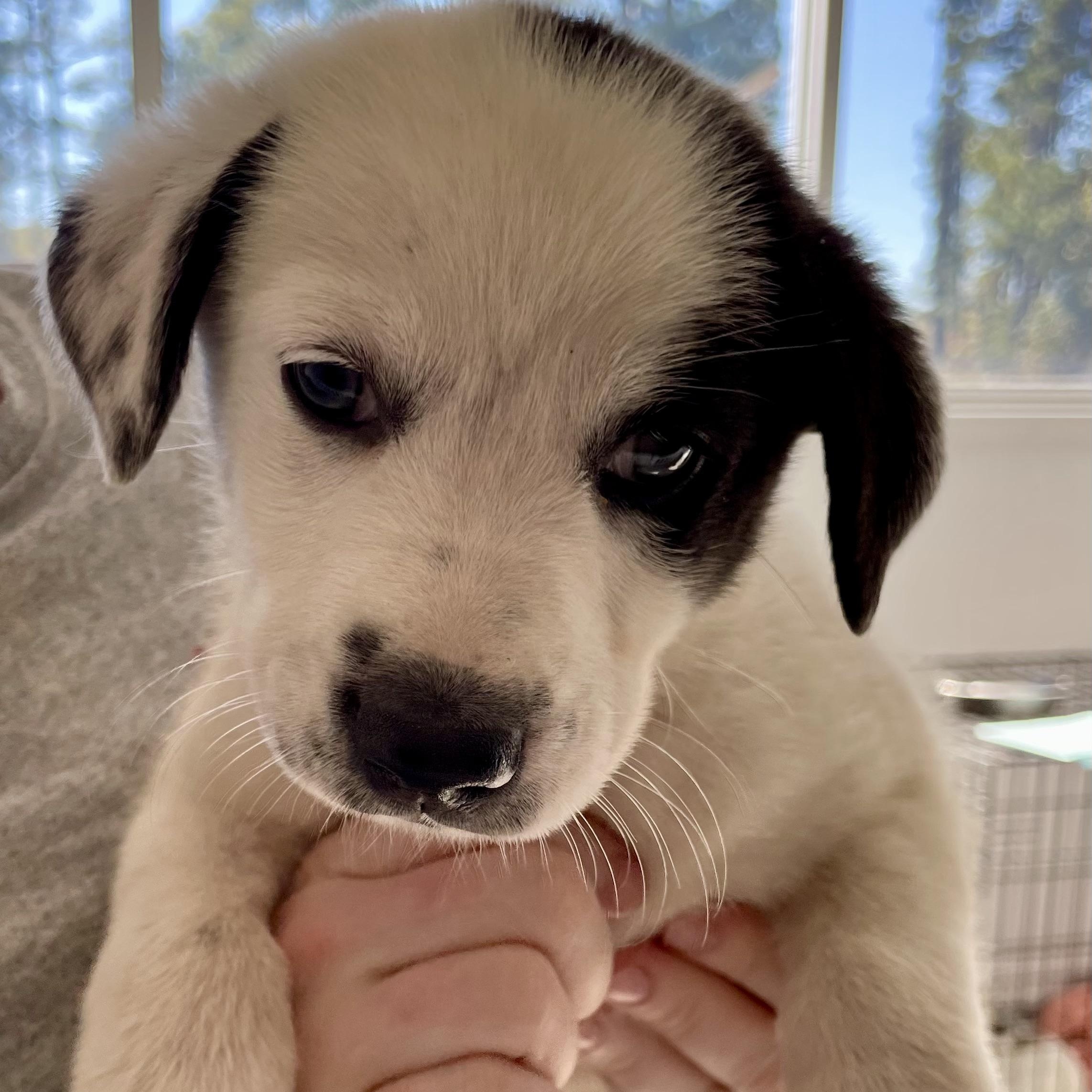 Odessa, a Adopted mixed breed in Paramus, NJ image 2/4