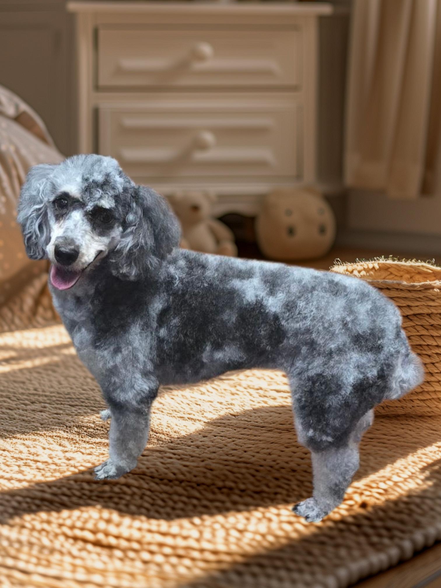 June, a Adopted Poodle in Seaford, DE image 2/2