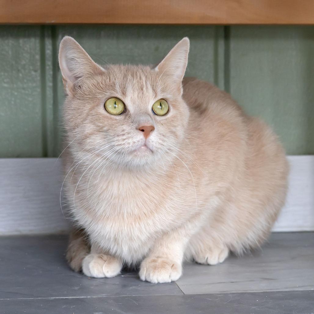 Enlarge Molly, a Adoptable Domestic Short Hair in McKean, PA image 1/4