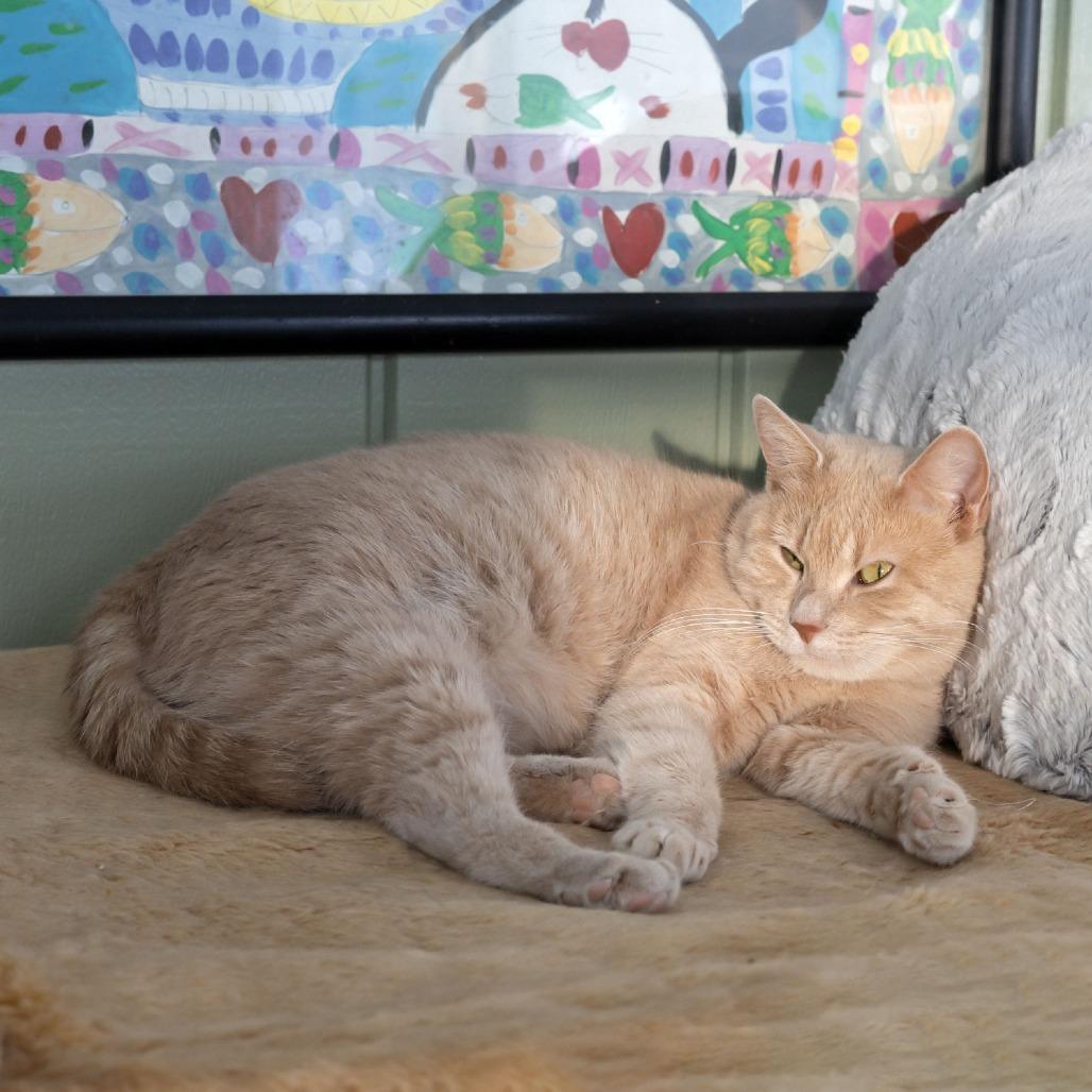 Enlarge Molly, a Adoptable Domestic Short Hair in McKean, PA image 2/5