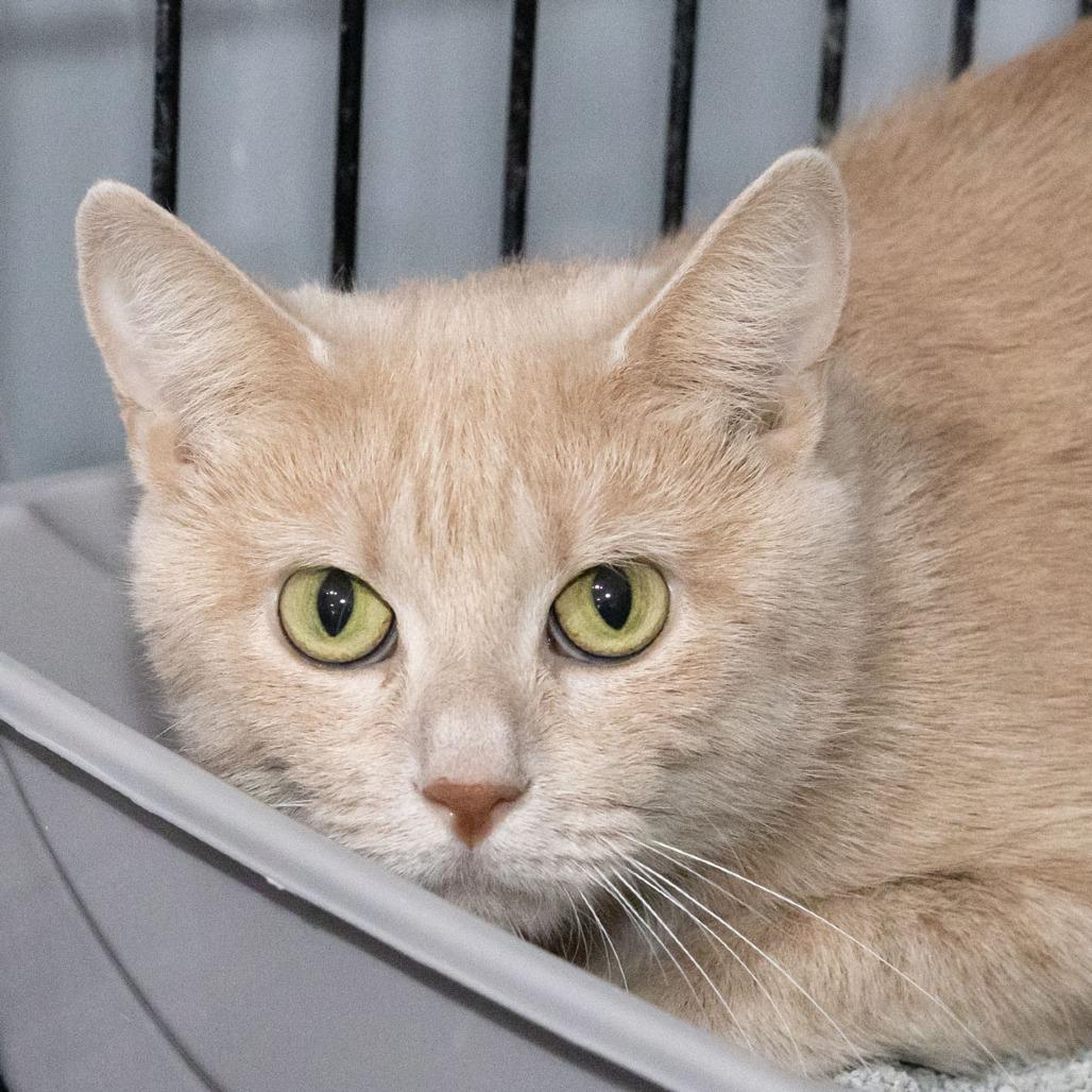 Enlarge Molly, a Adoptable Domestic Short Hair in McKean, PA image 3/4