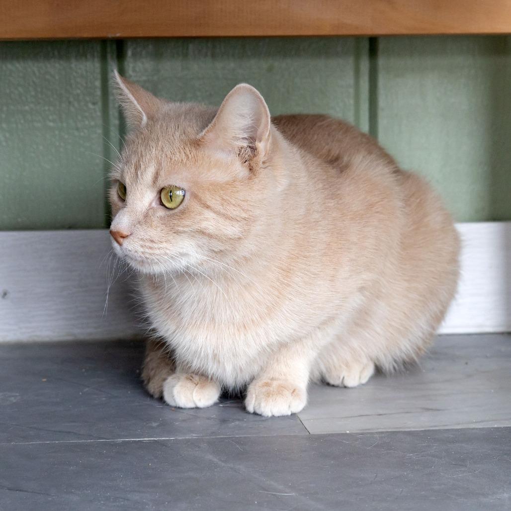 Enlarge Molly, a Adoptable Domestic Short Hair in McKean, PA image 4/4