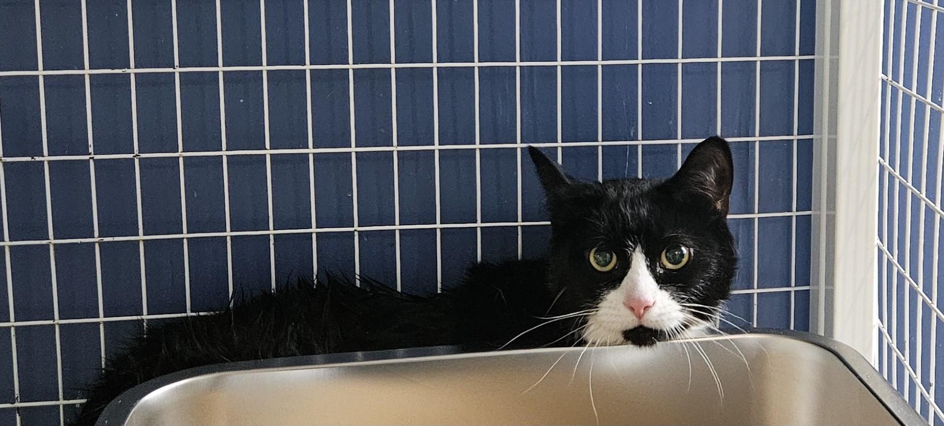 Smirnoff, ADOPTABLE, Adult Female Domestic Short Hair.