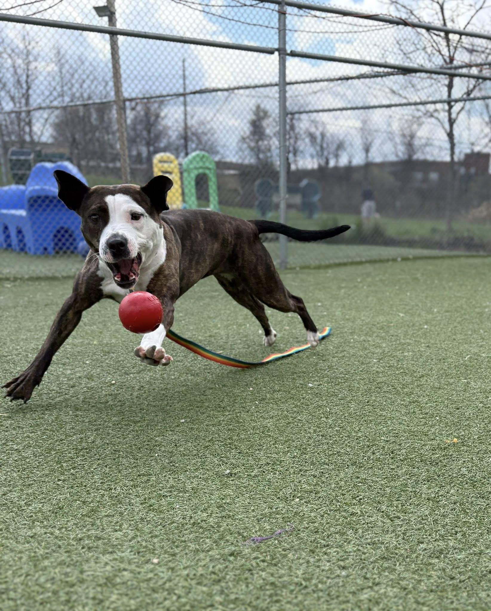Enlarge Larissa, a ADOPTABLE mixed breed in Cleveland, OH image 4/6
