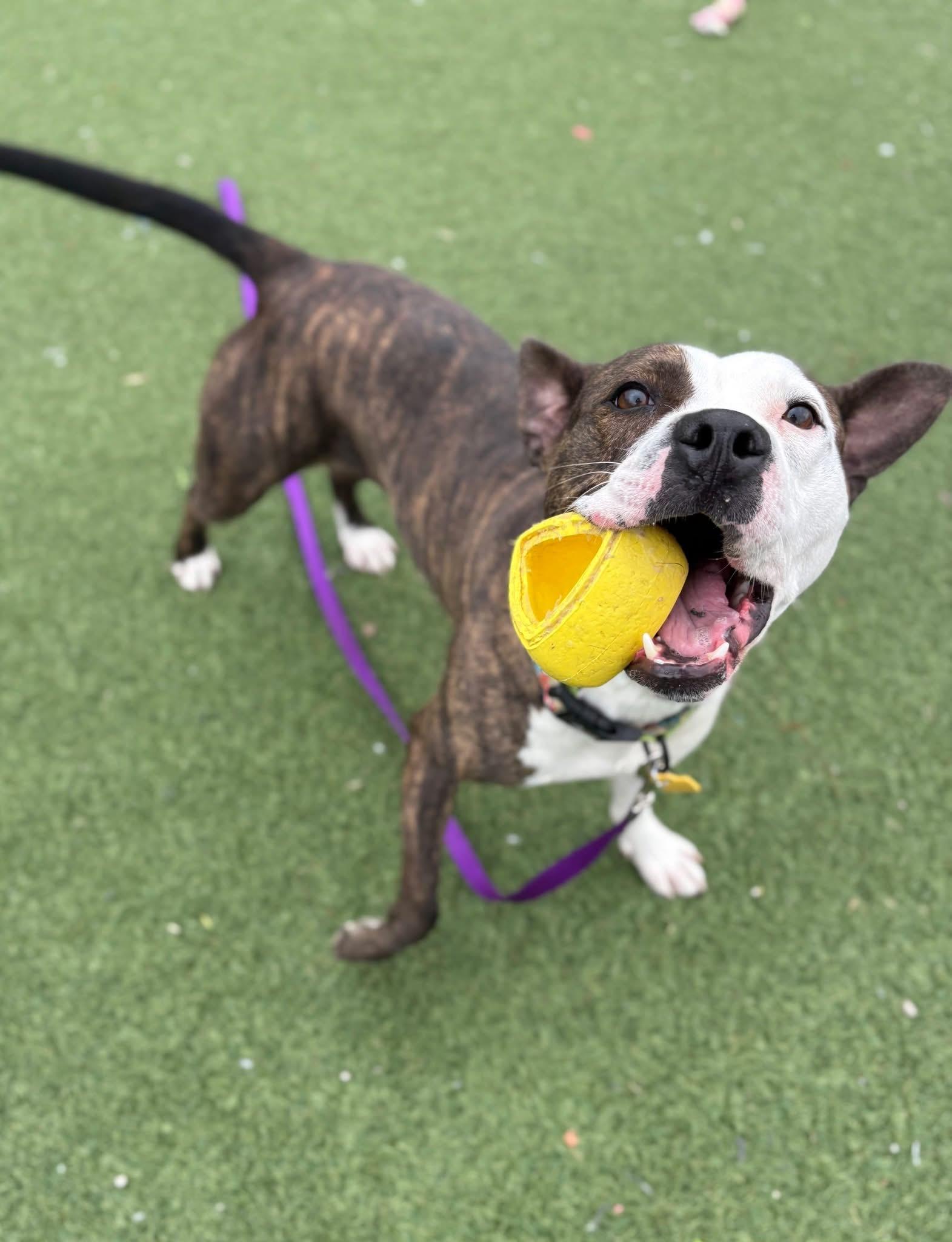 Enlarge Larissa, a ADOPTABLE mixed breed in Cleveland, OH image 2/6