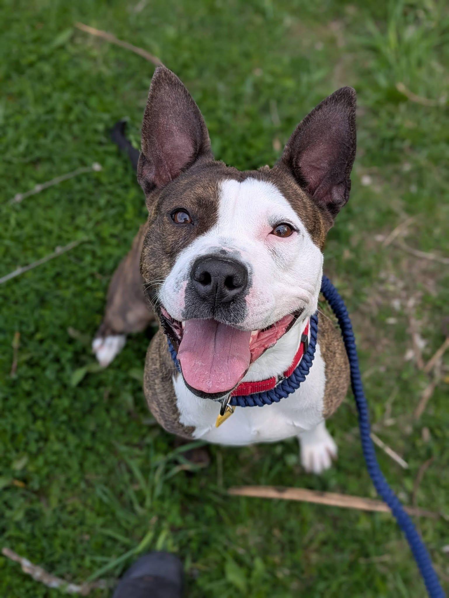 Enlarge Larissa, a ADOPTABLE mixed breed in Cleveland, OH image 5/6
