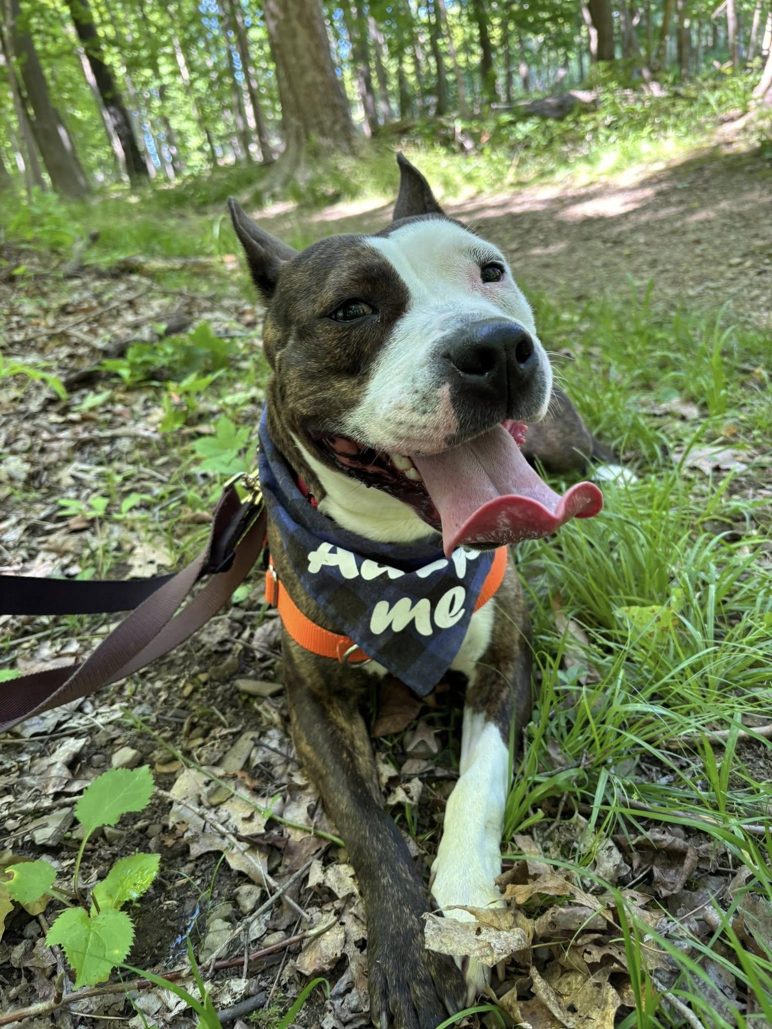 Enlarge Larissa, a ADOPTABLE mixed breed in Cleveland, OH image 6/6