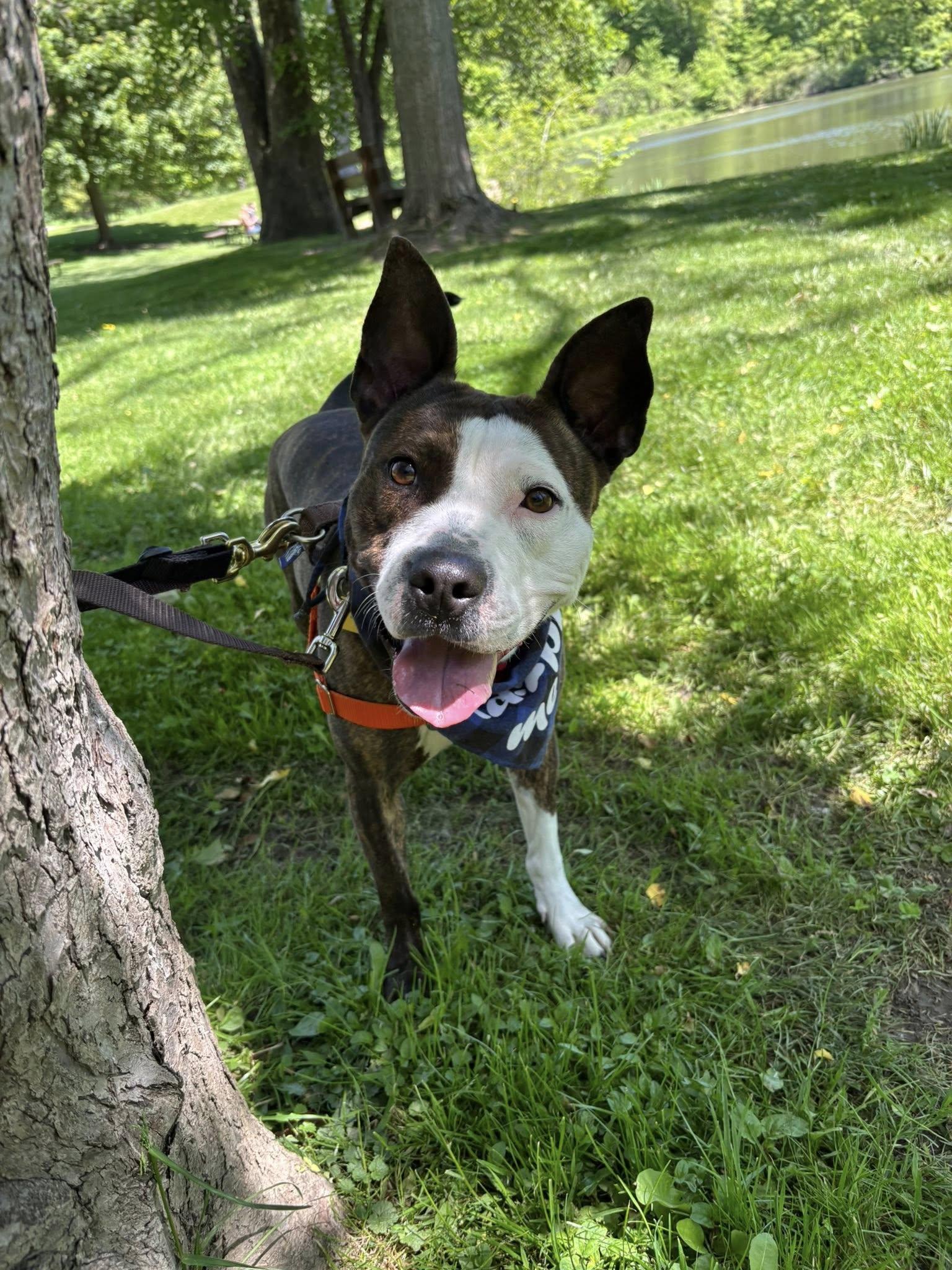 Enlarge Larissa, a ADOPTABLE mixed breed in Cleveland, OH image 1/6