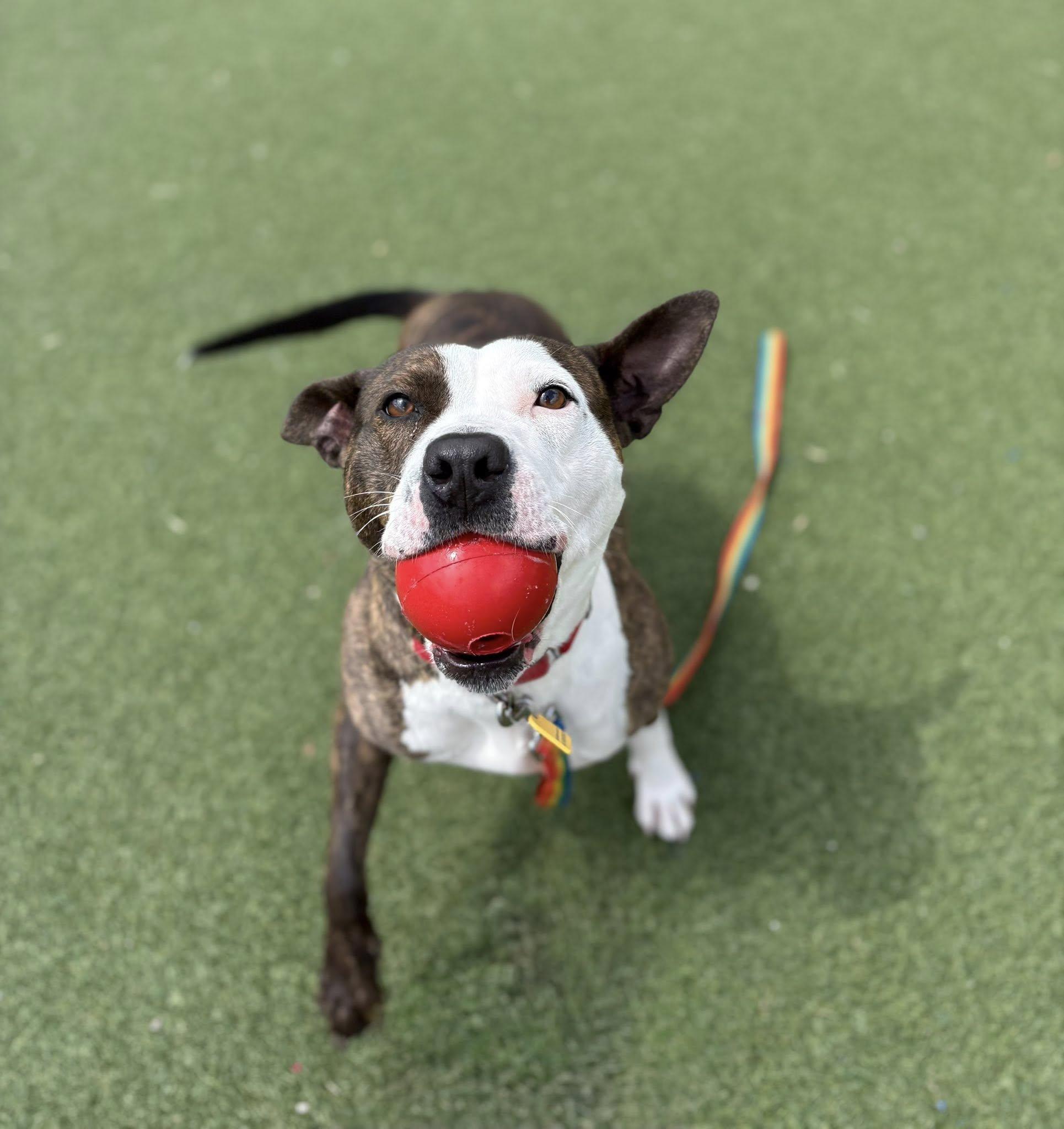 Enlarge Larissa, a ADOPTABLE mixed breed in Cleveland, OH image 3/6