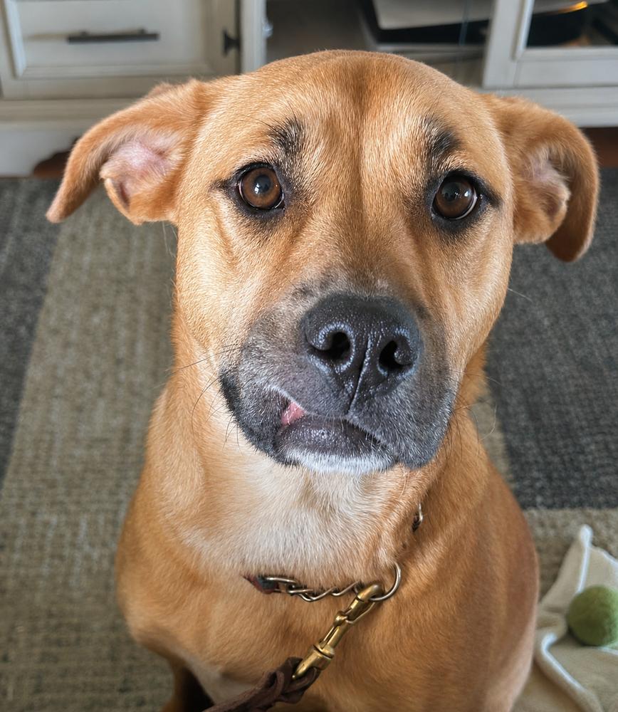 Enlarge Honey, a Adoptable mixed breed in Wilton, CA image 4/5