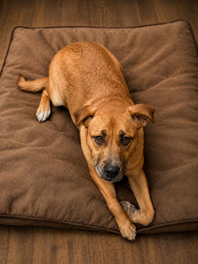 Enlarge Honey, a Adoptable mixed breed in Wilton, CA image 5/5