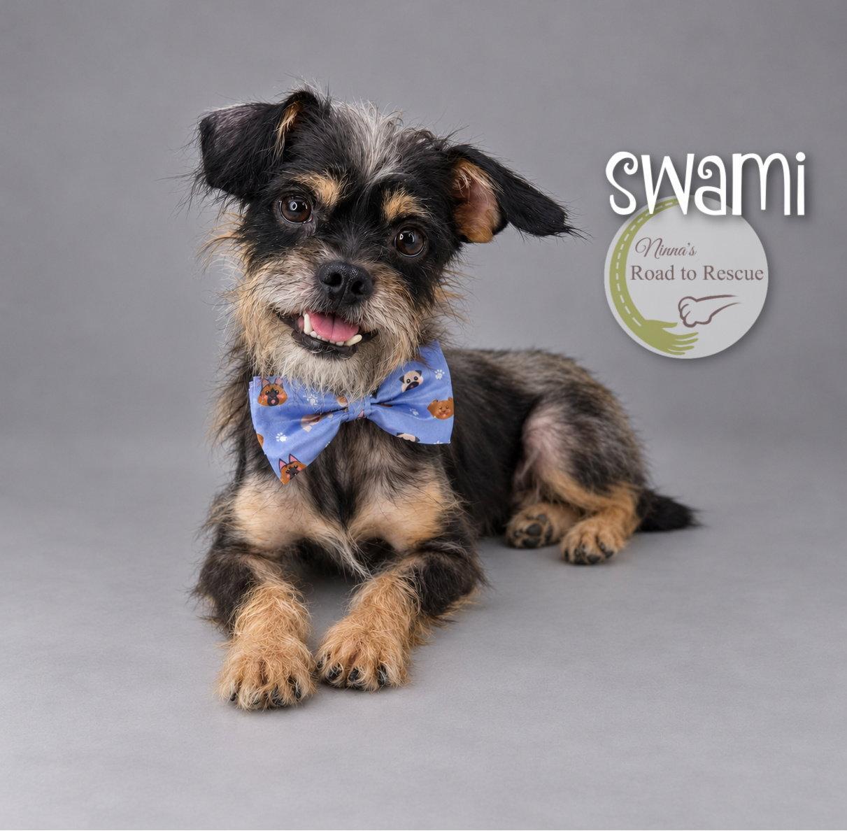 Swami, Adopted, Adult Male Schnauzer & Pug.