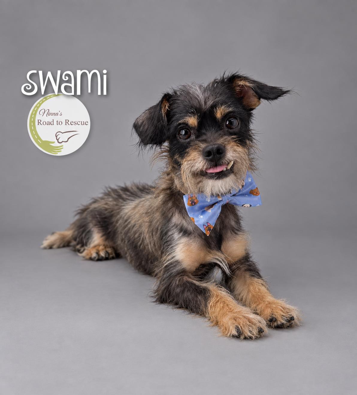 Enlarge Swami, a Adopted mixed breed in Benton, LA image 2/3