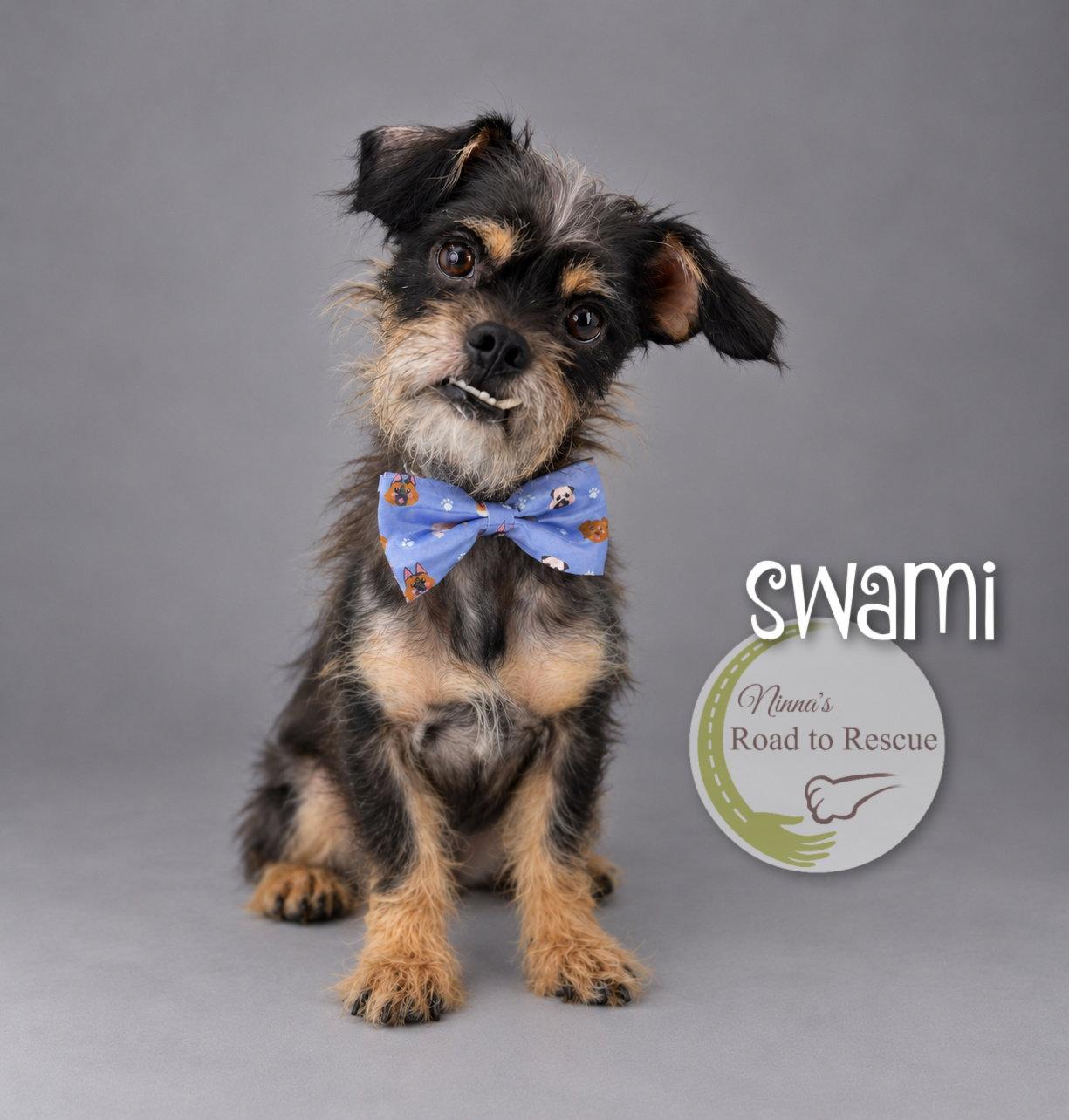 Enlarge Swami, a Adopted mixed breed in Benton, LA image 3/3
