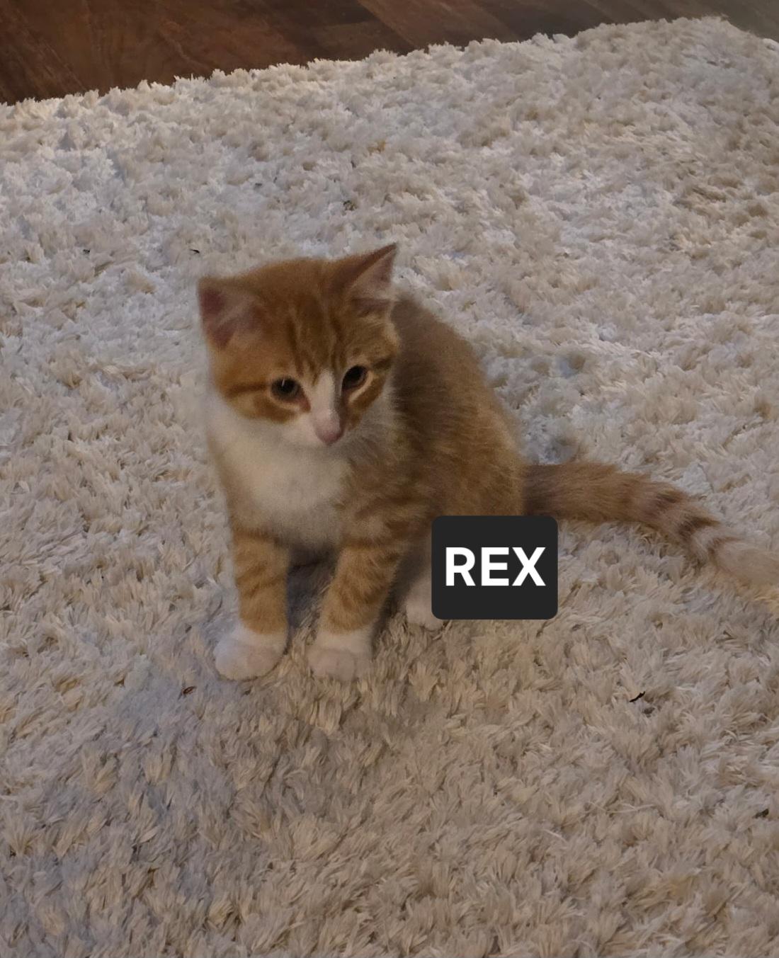 Rex